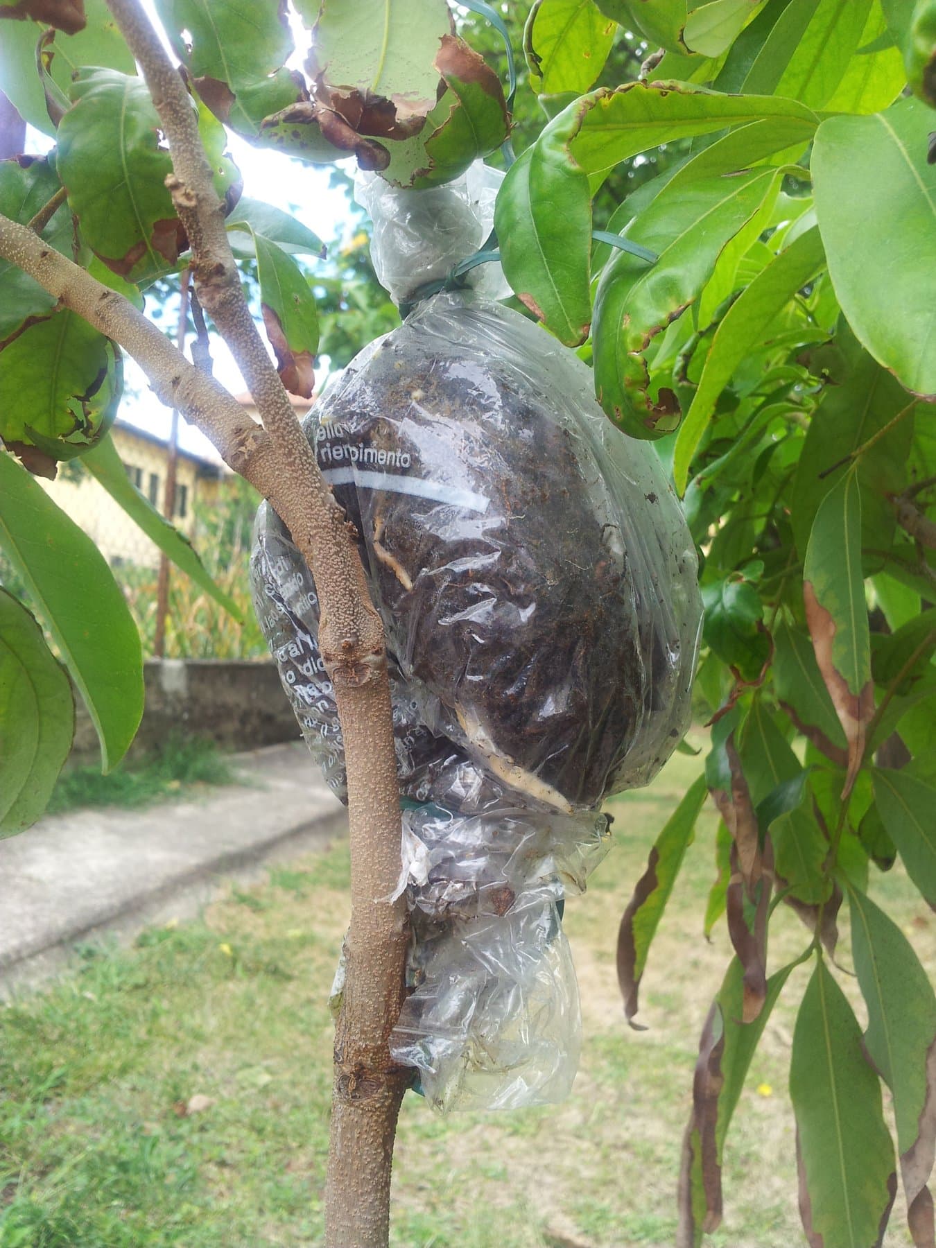 Woody stem wrapped in clear plastic packed with moist moss for air layering, with white roots visible through the wrap