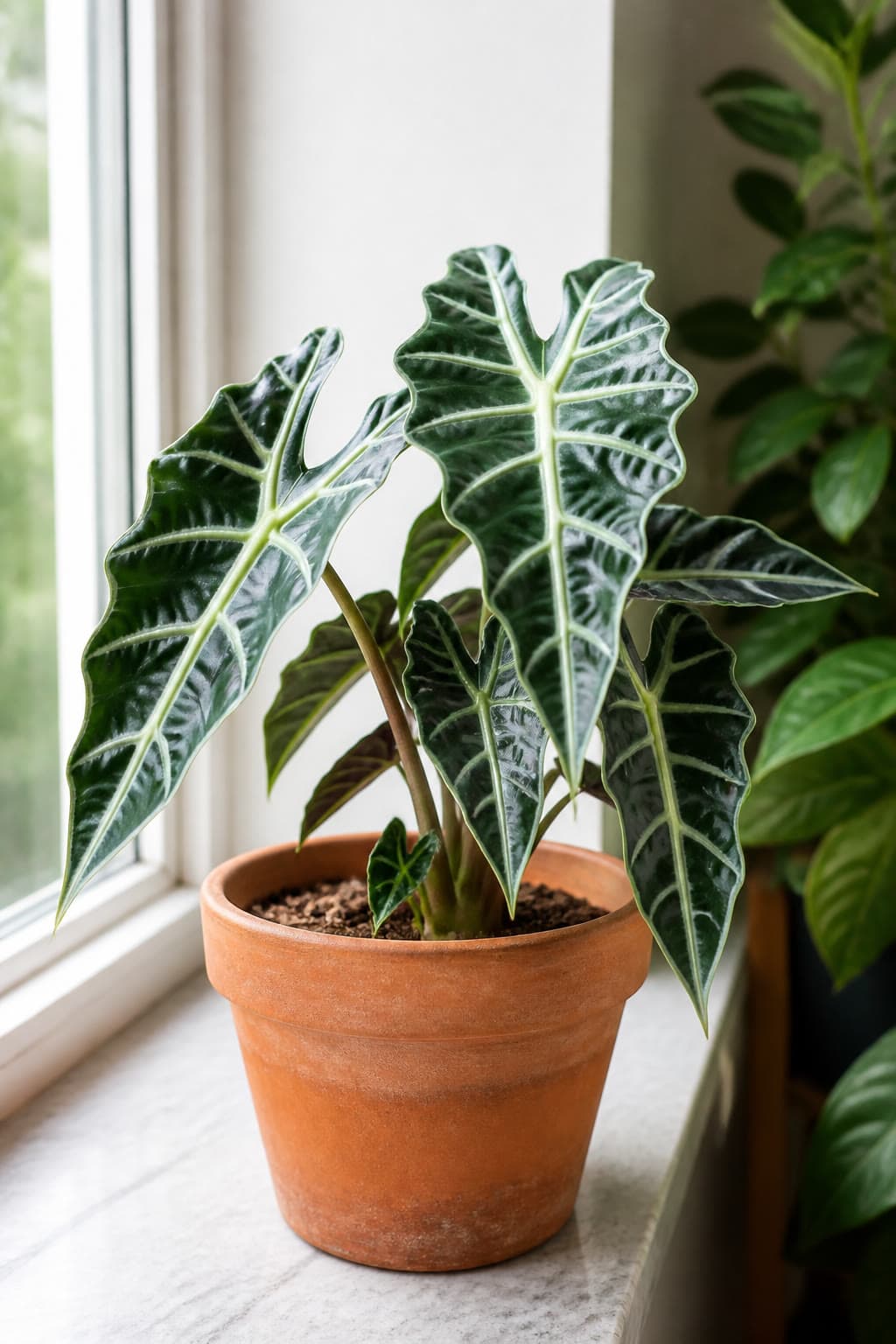 Potted indoor Alocasia amazonica (Polly) with upright dark green arrow leaves and pale veins on a windowsill