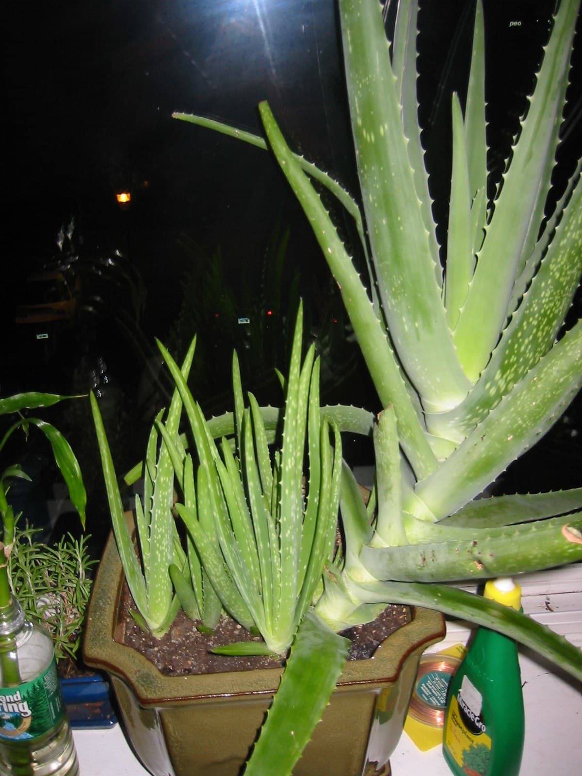 Aloe vera houseplant in a pot with multiple offsets at the base