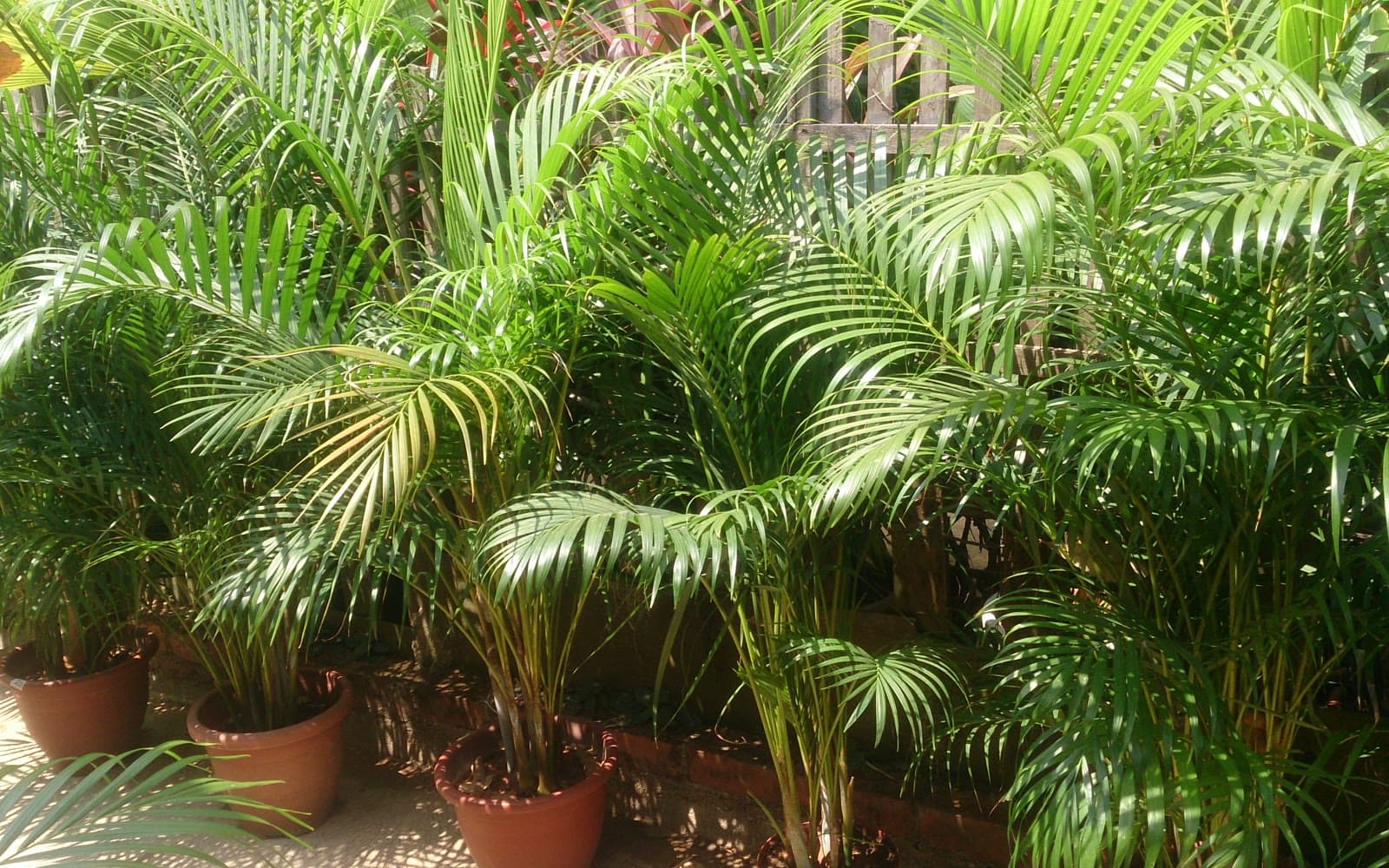 Potted Dypsis lutescens areca palms with arching pinnate fronds and clustering golden-green canes in terracotta nursery pots