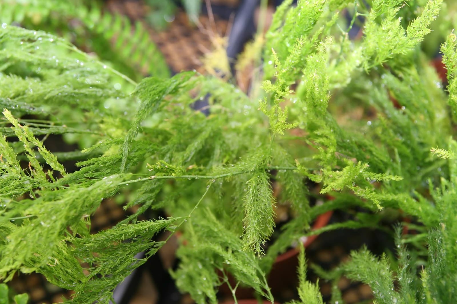 Potted lace asparagus fern Asparagus setaceus with fine bright-green cladode sprays on a nursery tray