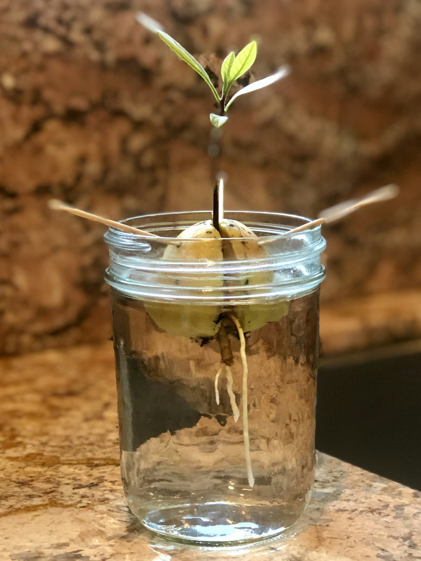 Sprouted avocado seed suspended over a clear jar of water with three toothpicks; green shoot above and white roots in the water