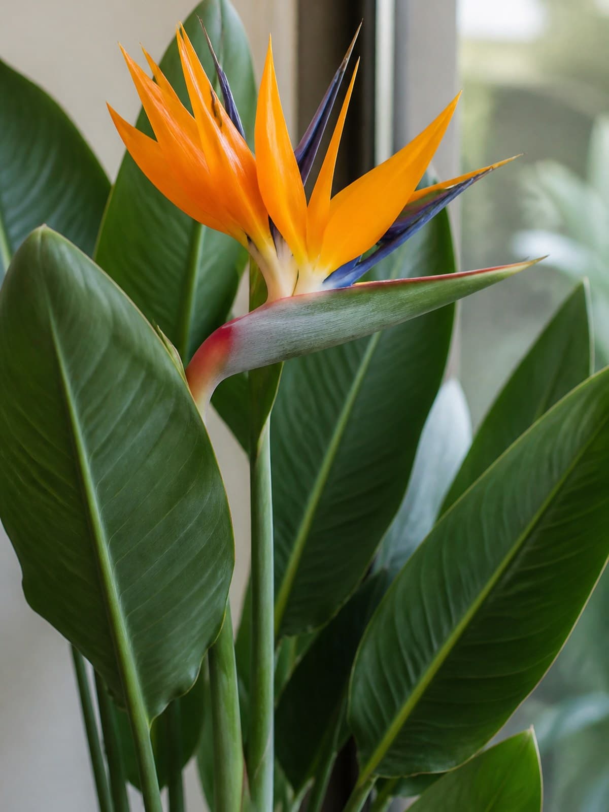 Strelitzia reginae bird of paradise with upright paddle leaves and an orange and blue crane flower