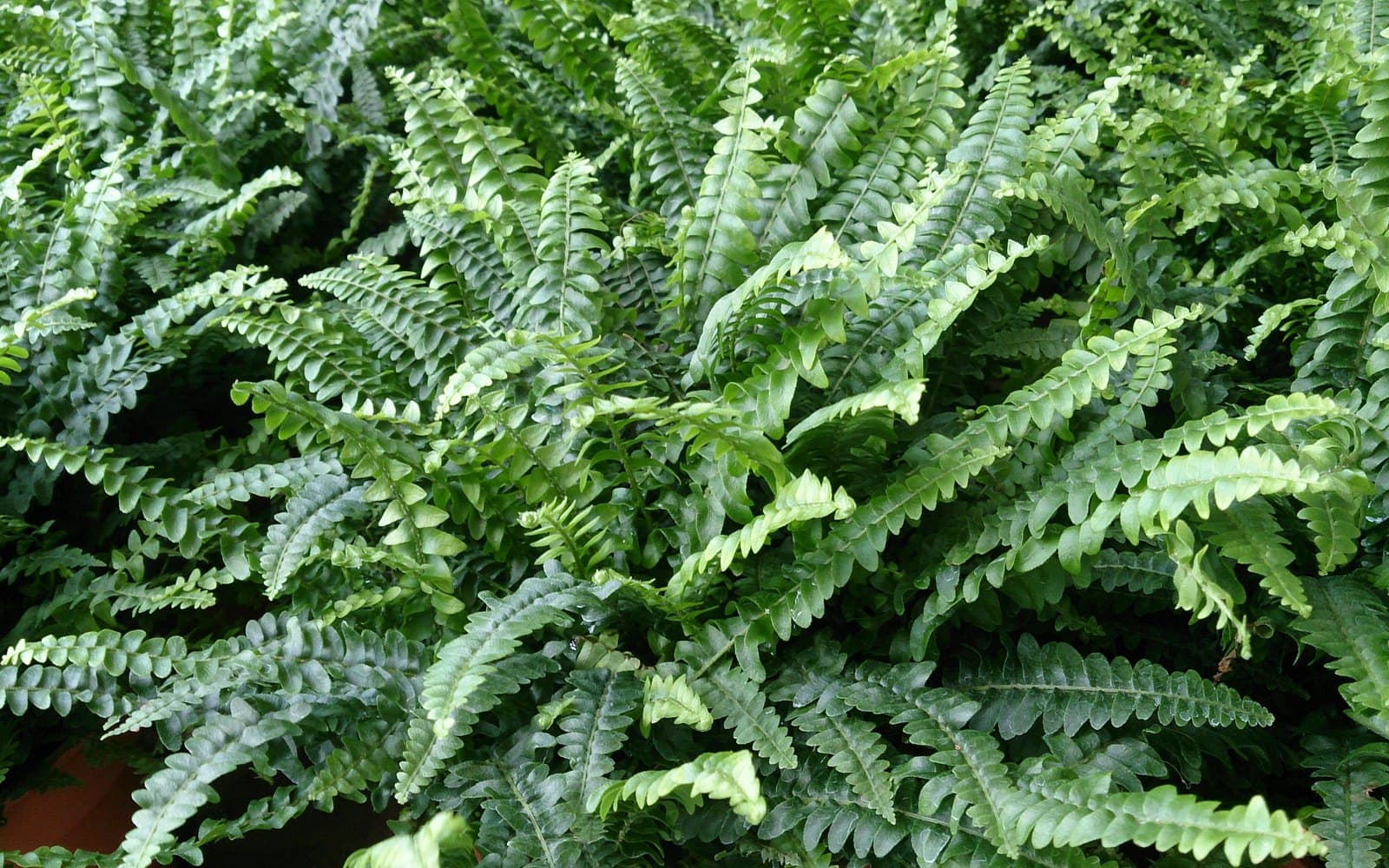 Boston fern Nephrolepis exaltata with dense arching green fronds filling a pot