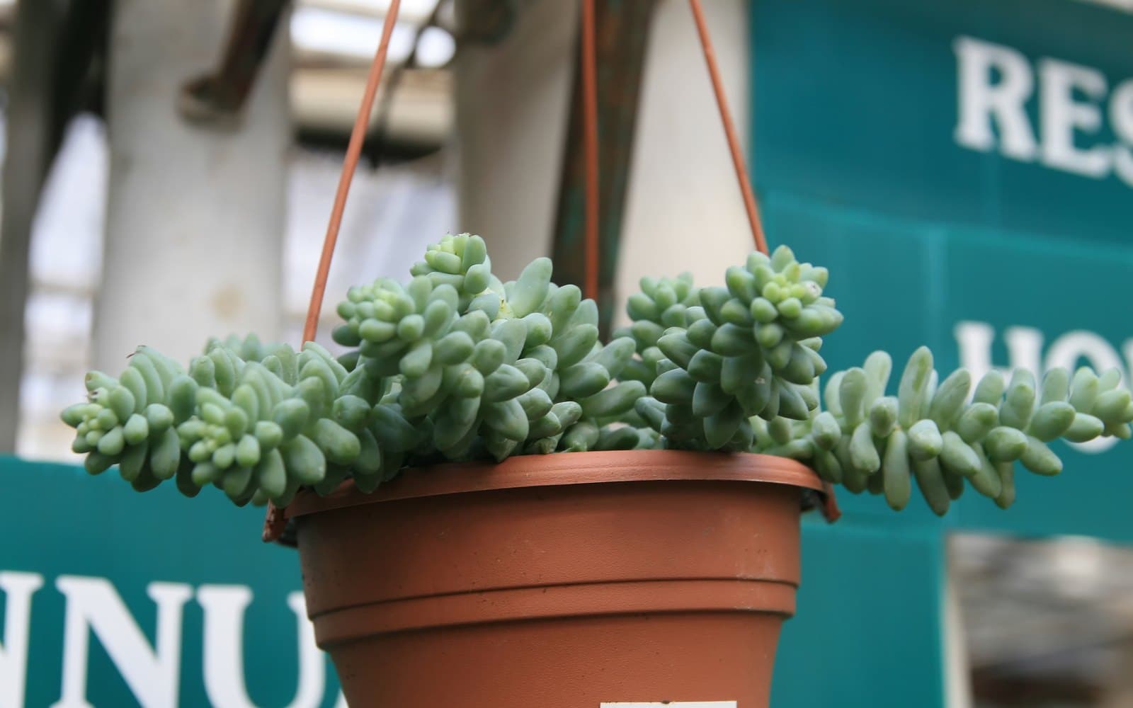 Sedum morganianum burro's tail with pendulous braided blue-green tails in a hanging pot