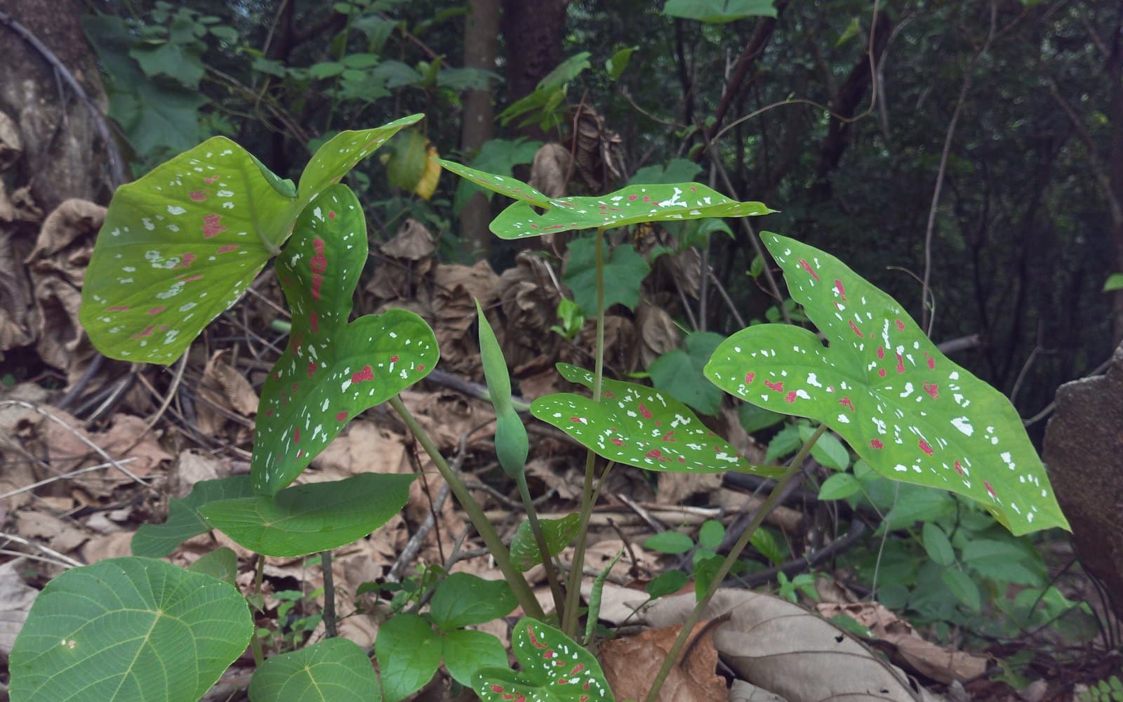 Caladium bicolor fancy leaf with pink veins and green margins