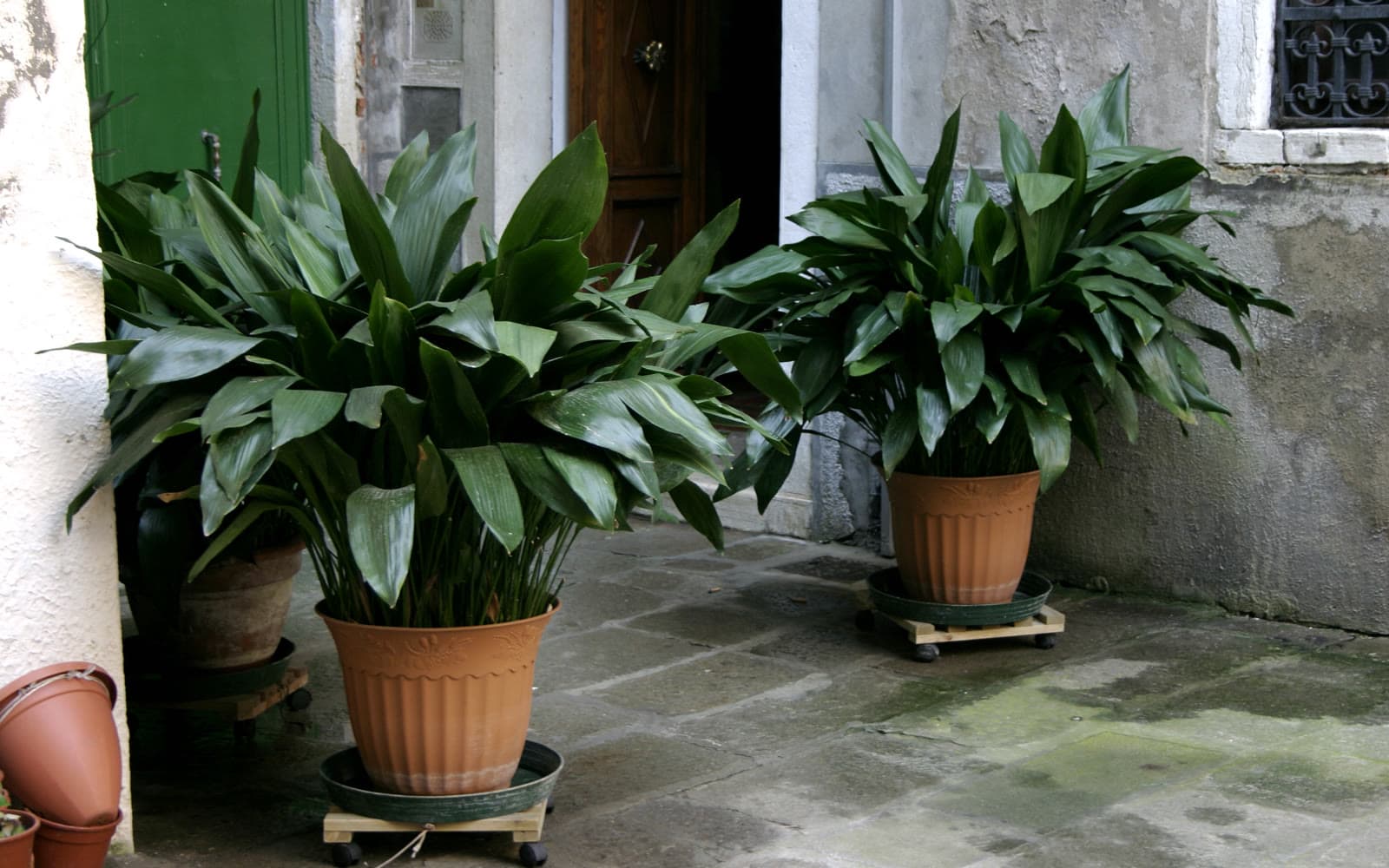 Two potted Aspidistra elatior cast iron plants with glossy dark green lance-shaped leaves in ribbed terracotta pots on a stone courtyard
