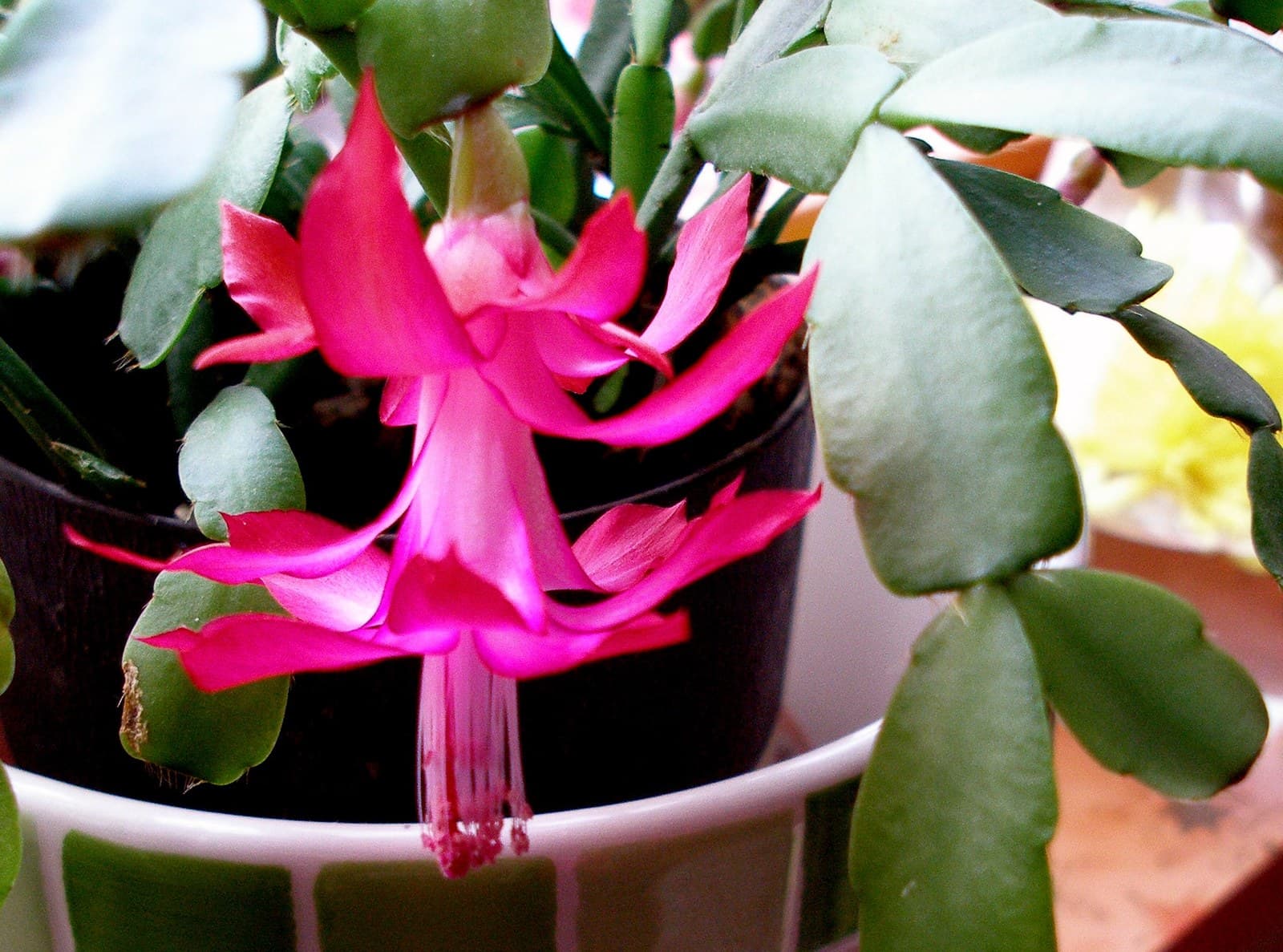 Christmas cactus (Schlumbergera) with flattened stem segments and a magenta flower in a checkered pot