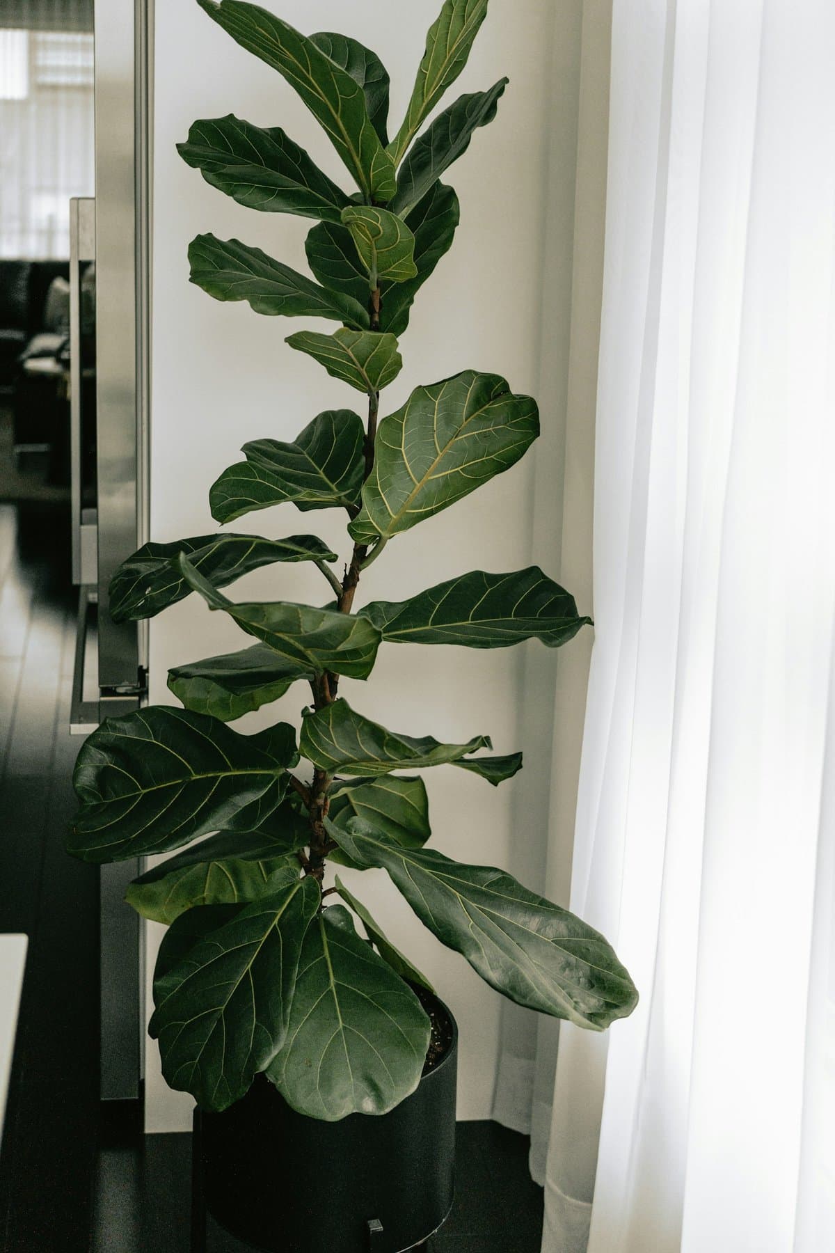 Tall indoor fiddle leaf fig with large violin-shaped leaves in a black planter beside sheer white curtains