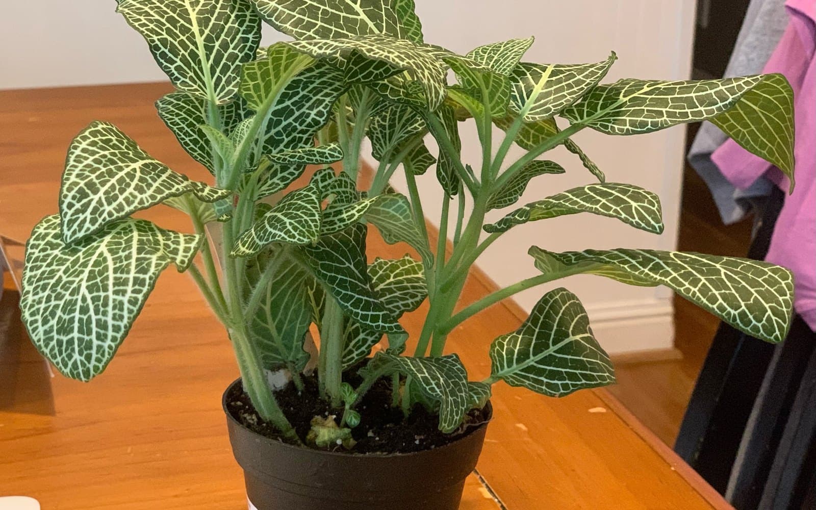 Potted Fittonia albivenis nerve plant with white-veined green leaves