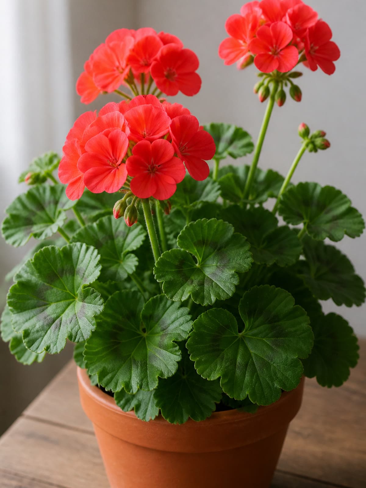 Zonal geranium Pelargonium with coral-red flower clusters and scalloped green leaves in a terracotta pot