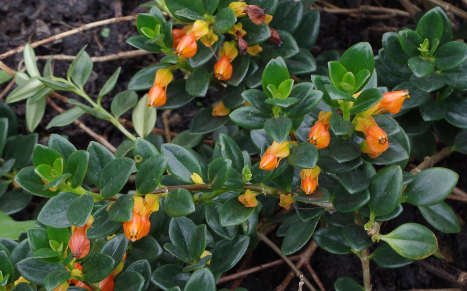 Nematanthus gregarius goldfish plant with glossy leaves and orange pouch-shaped flowers on trailing stems