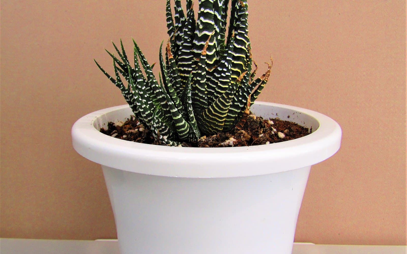 Haworthiopsis attenuata zebra haworthia in a pot, with a smaller offset pup beside the main rosette