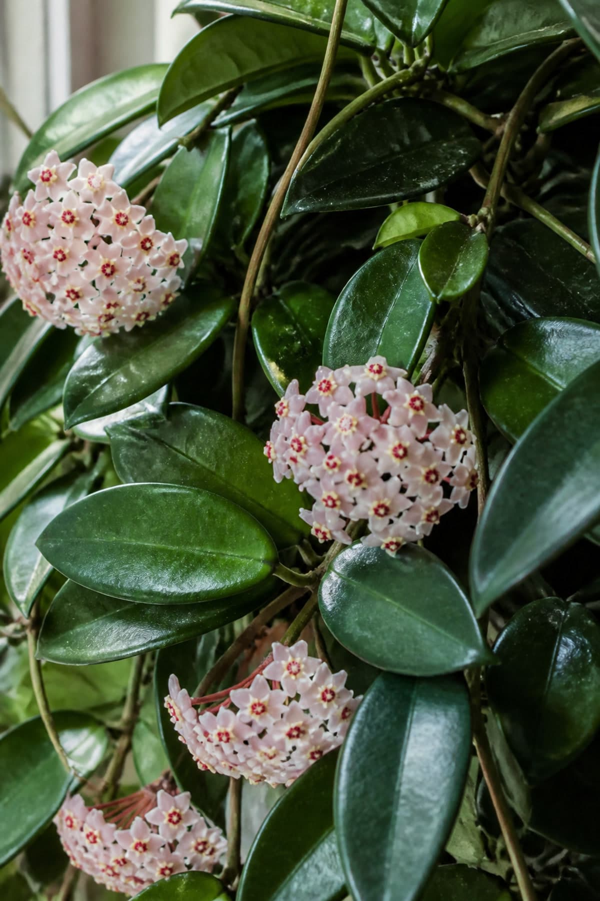 Hoya carnosa wax plant with glossy waxy leaves and pink porcelain flower clusters