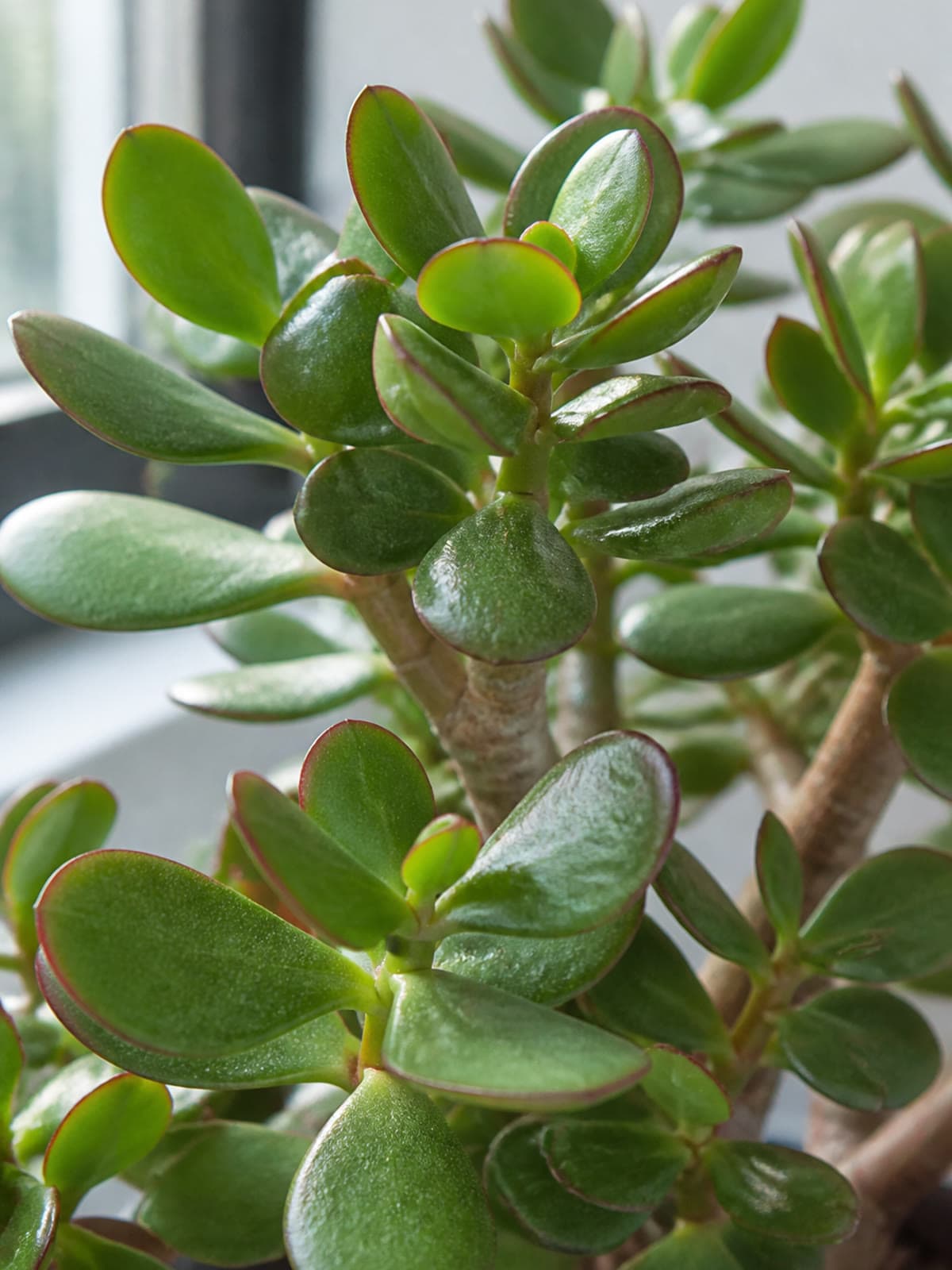 Jade plant (Crassula ovata) with thick egg-shaped green leaves and woody branching stems