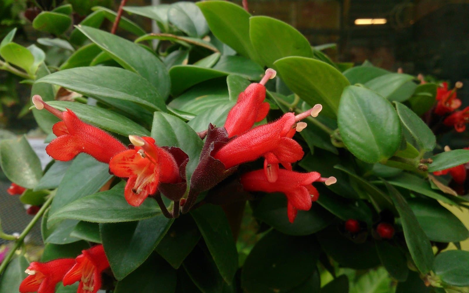 Aeschynanthus radicans lipstick plant with waxy green leaves and bright red tubular flowers emerging from darker calyces