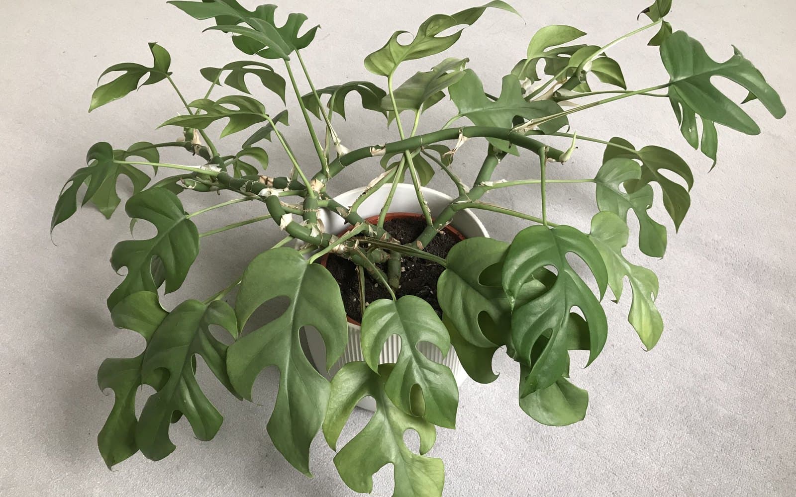 Rhaphidophora tetrasperma mini monstera with deeply fenestrated ovate leaves and aerial-root nodes in a pot