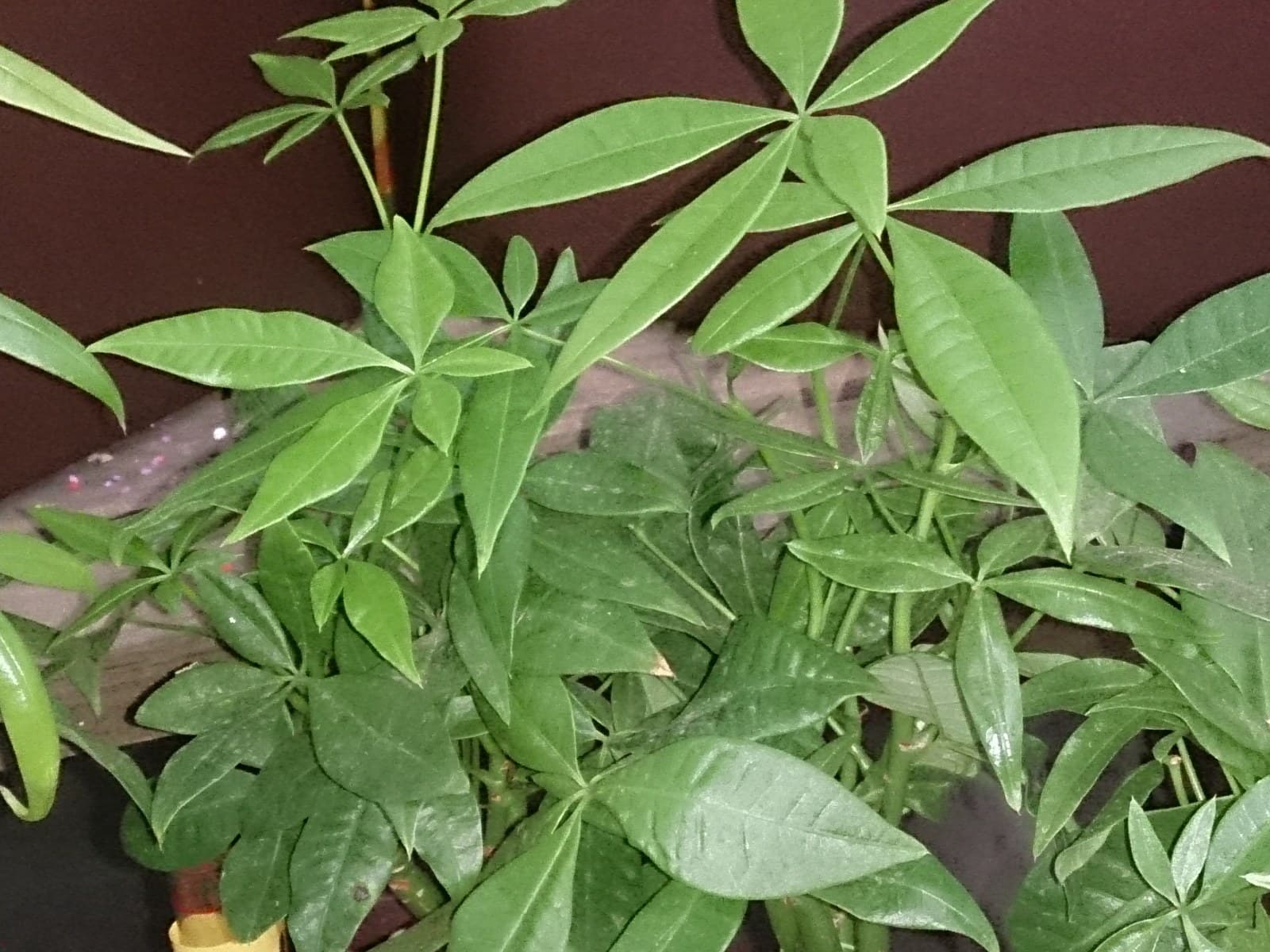 Indoor money tree (Pachira aquatica) with shiny green palmate leaflets