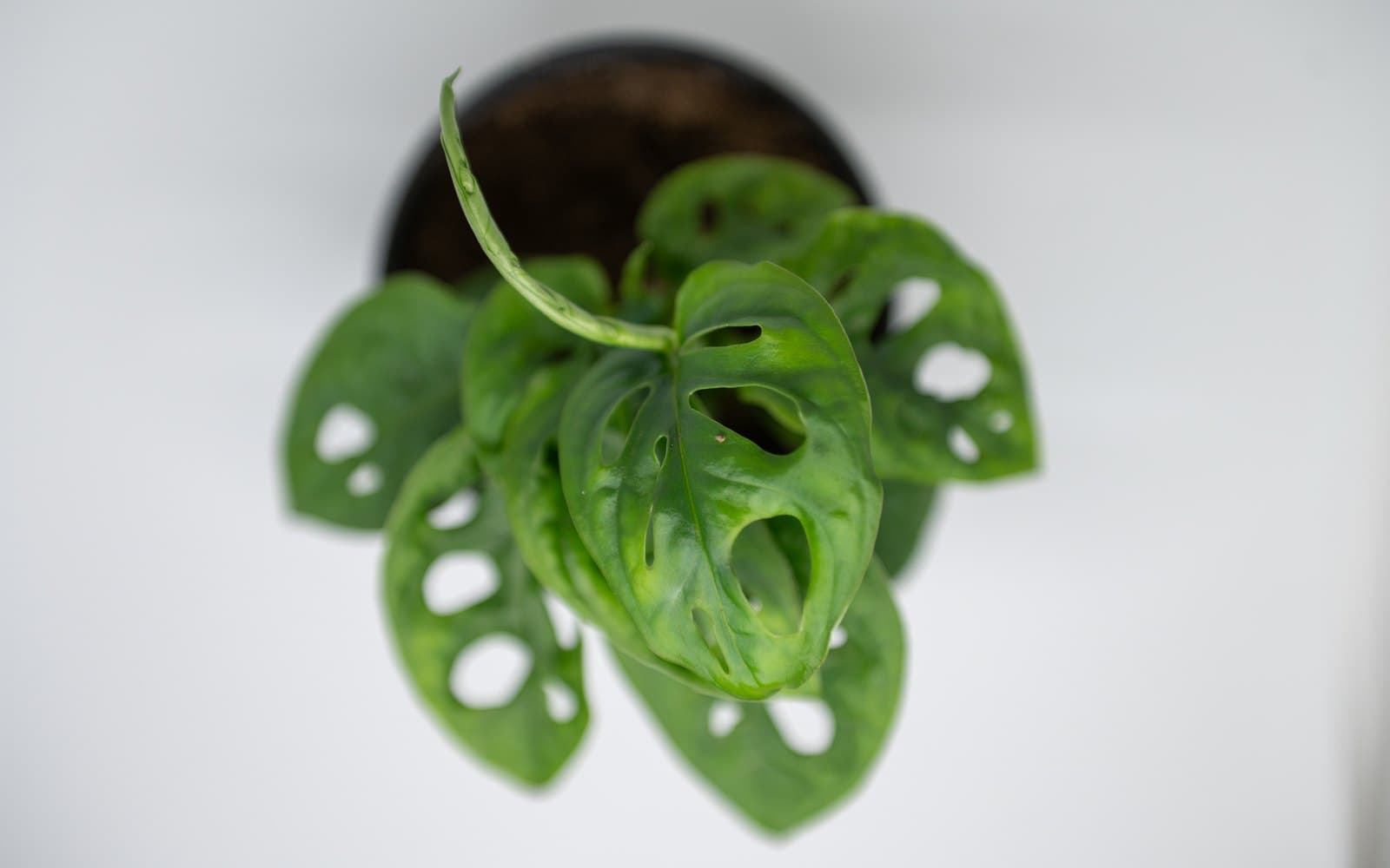 Monstera adansonii Swiss cheese vine with heart-shaped fenestrated leaves in a pot