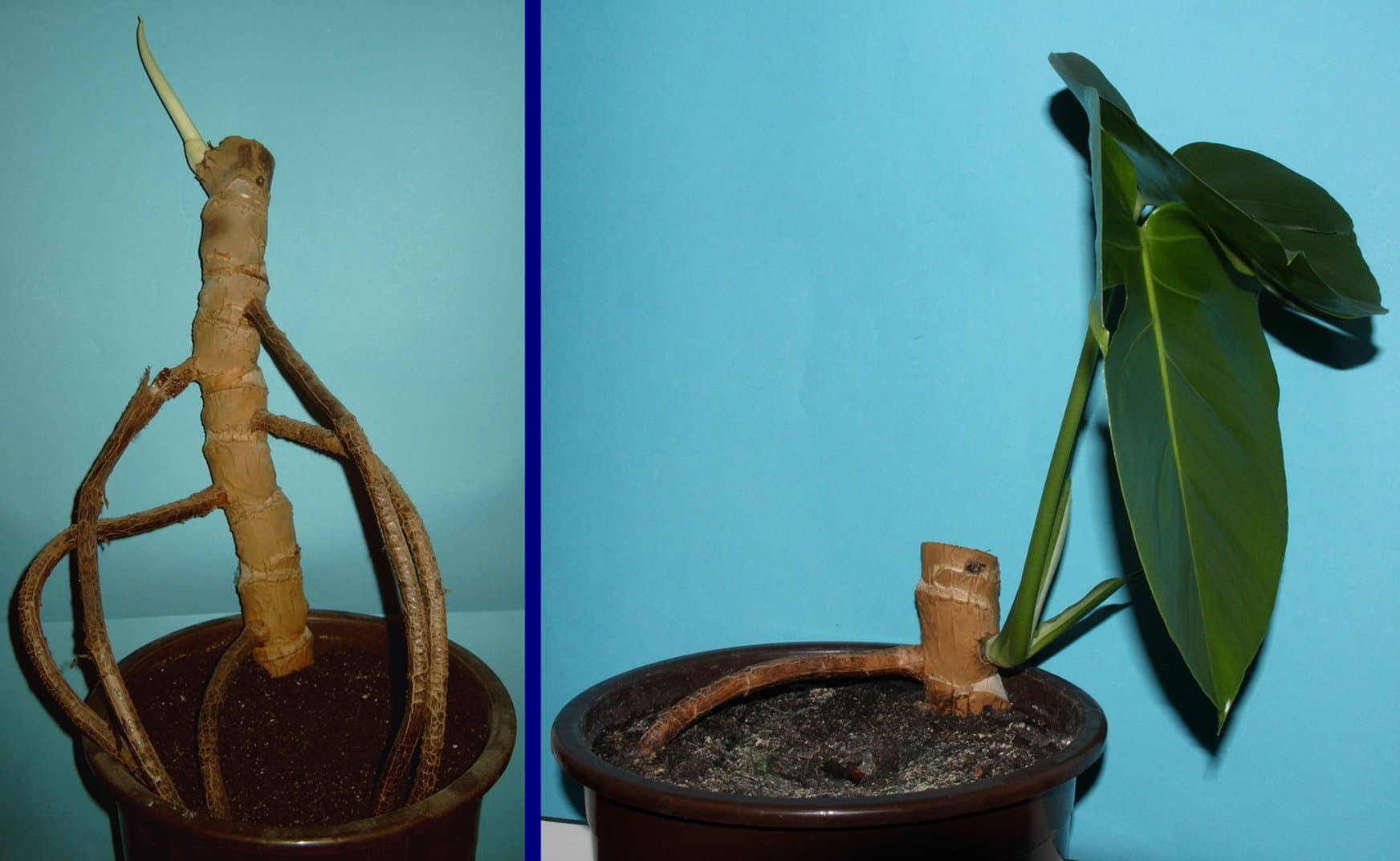 Two Monstera deliciosa stem-node cuttings in pots: one with aerial roots and a new sprout, one with a fully unfurled new leaf