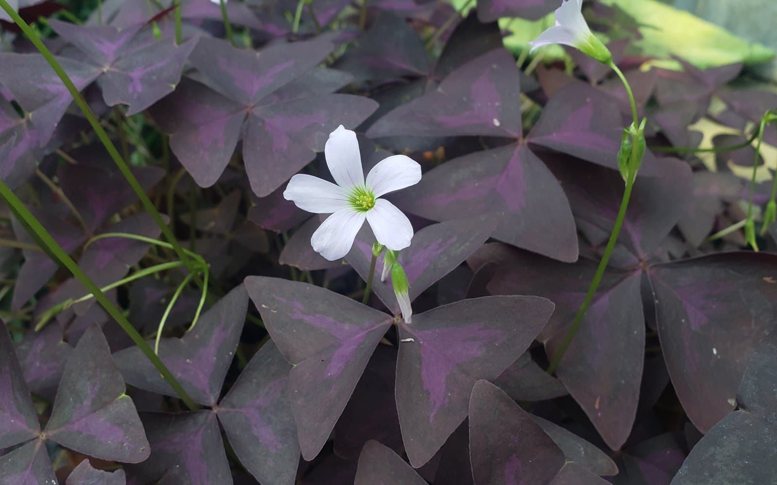 Oxalis triangularis false shamrock with purple triangular leaflets