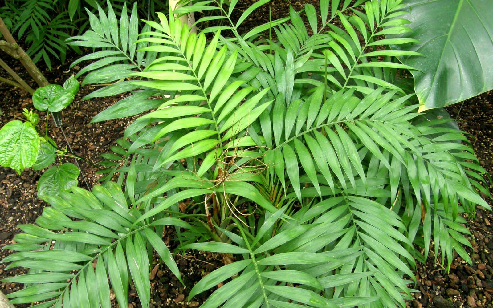Chamaedorea elegans parlor palm with pinnate fronds in a greenhouse pot