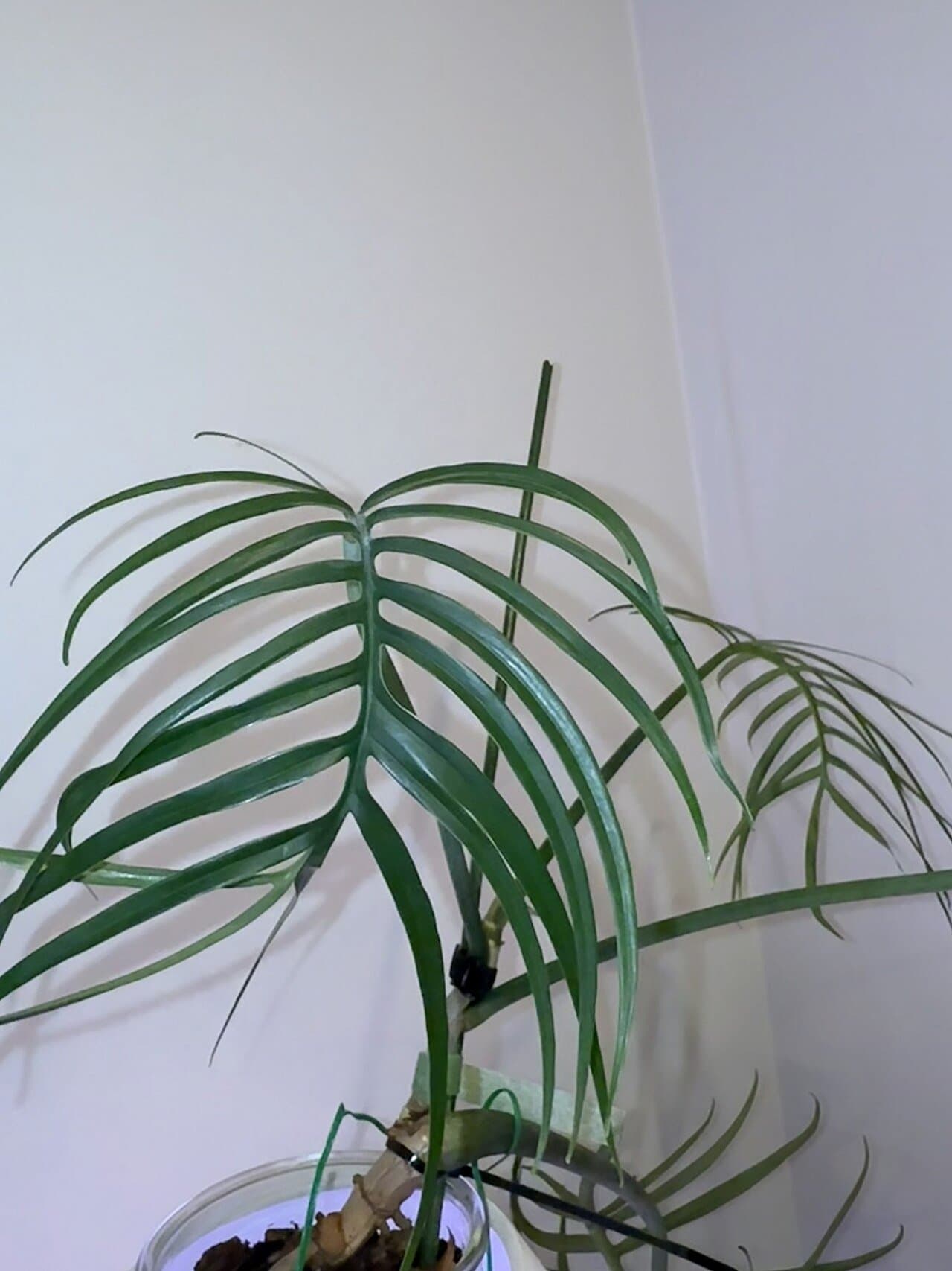 Close-up of a Philodendron tortum with long skeletal green leaves growing indoors on a support stake