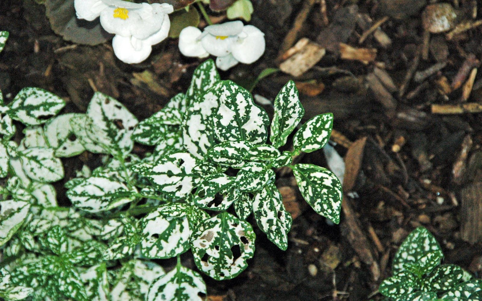 Hypoestes phyllostachya polka-dot plant with cream-and-green spotted leaves in mulch