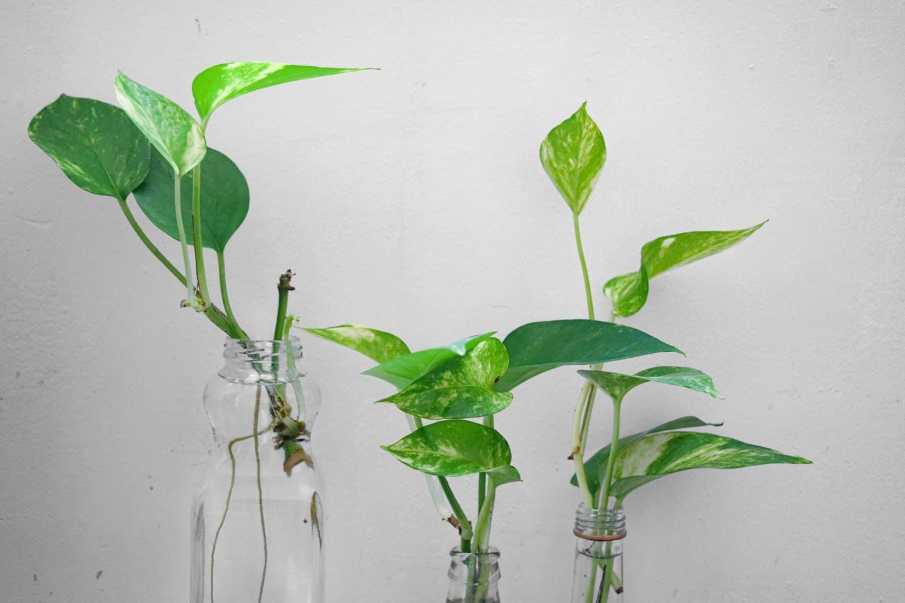 Three clear bottles of variegated pothos cuttings rooting in water against a white wall, with white roots visible below the waterline
