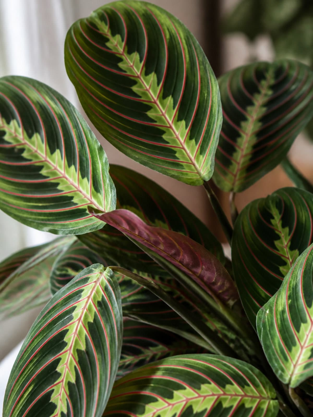 Maranta leuconeura prayer plant with herringbone patterned leaves and red veins