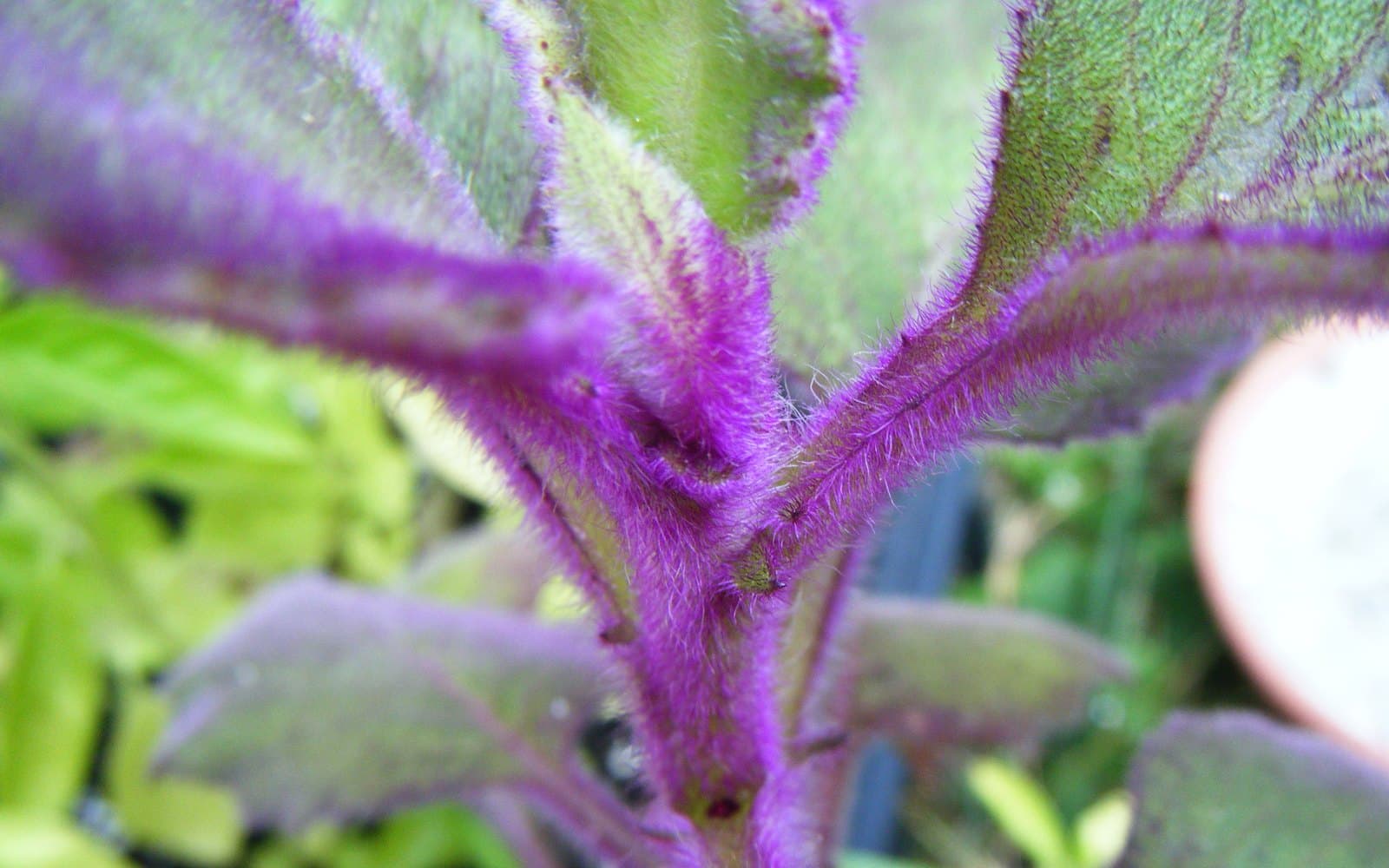 Gynura aurantiaca purple passion plant with green leaves densely covered in vivid purple hairs