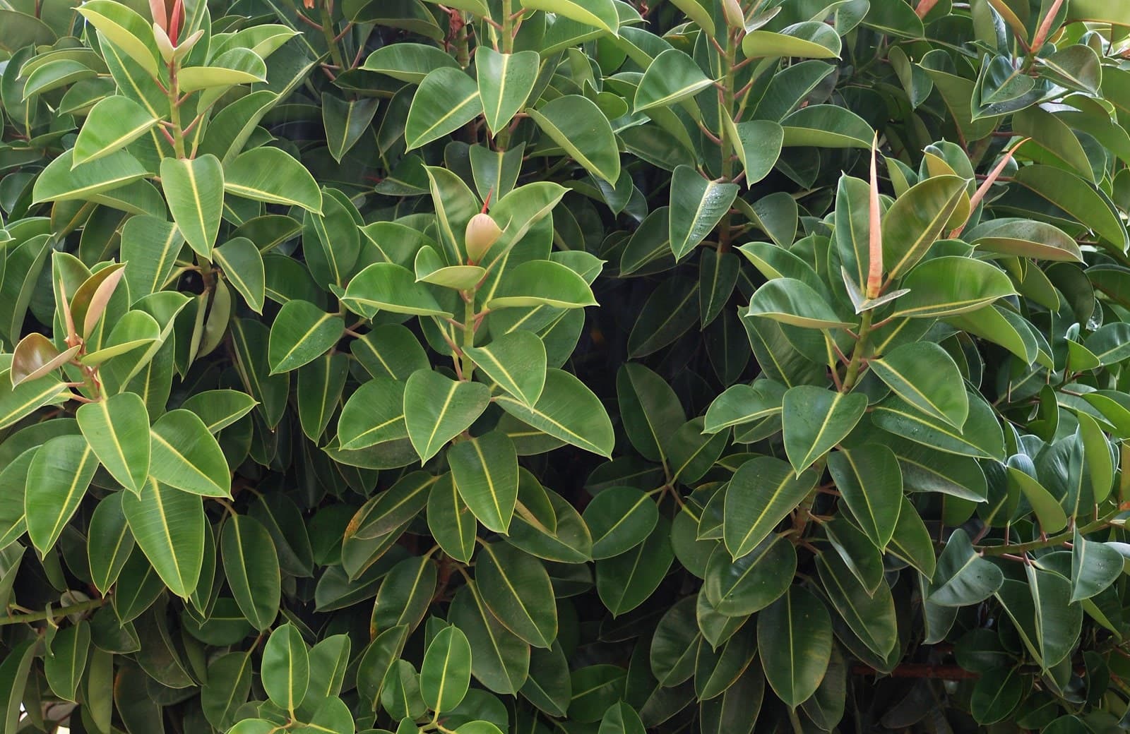 Glossy green Ficus elastica rubber plant leaves with pale midribs and pointed pink new-growth sheaths