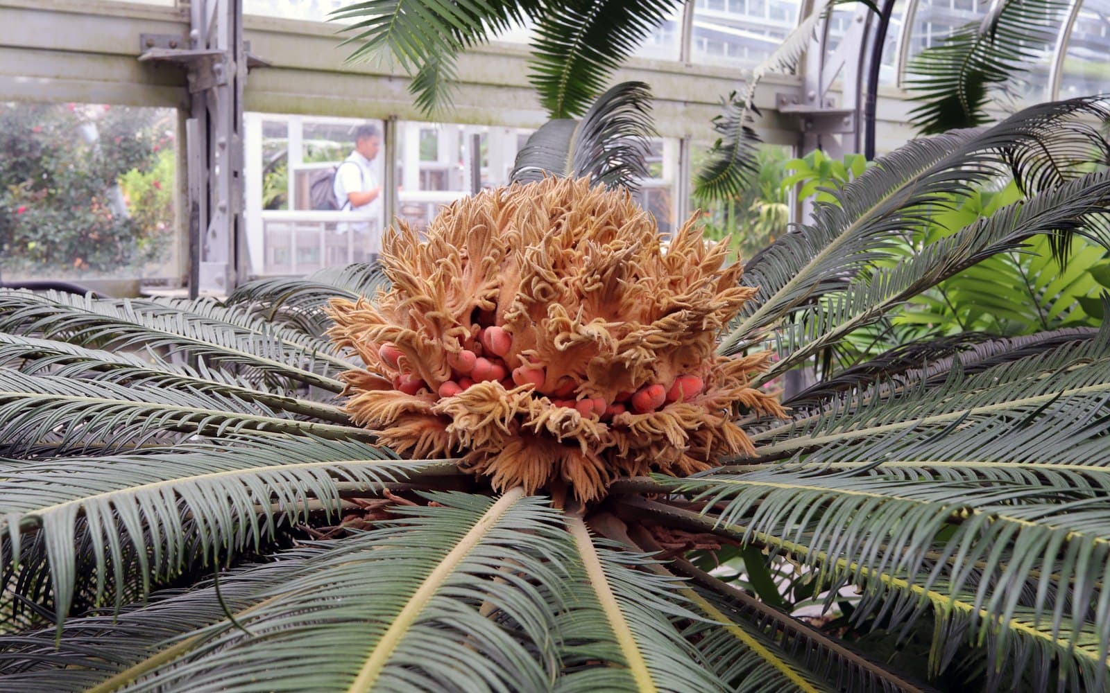 Cycas revoluta sago palm with stiff glossy pinnate fronds and a golden-brown female cone with orange-red seeds