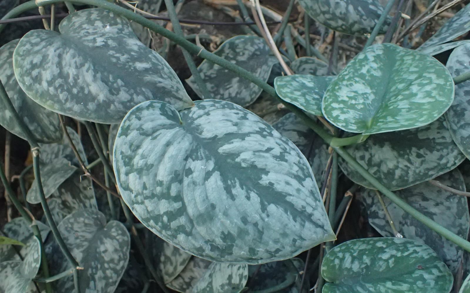 Scindapsus pictus satin pothos with matte dark green heart-shaped leaves marked by silver-gray blotches on trailing stems