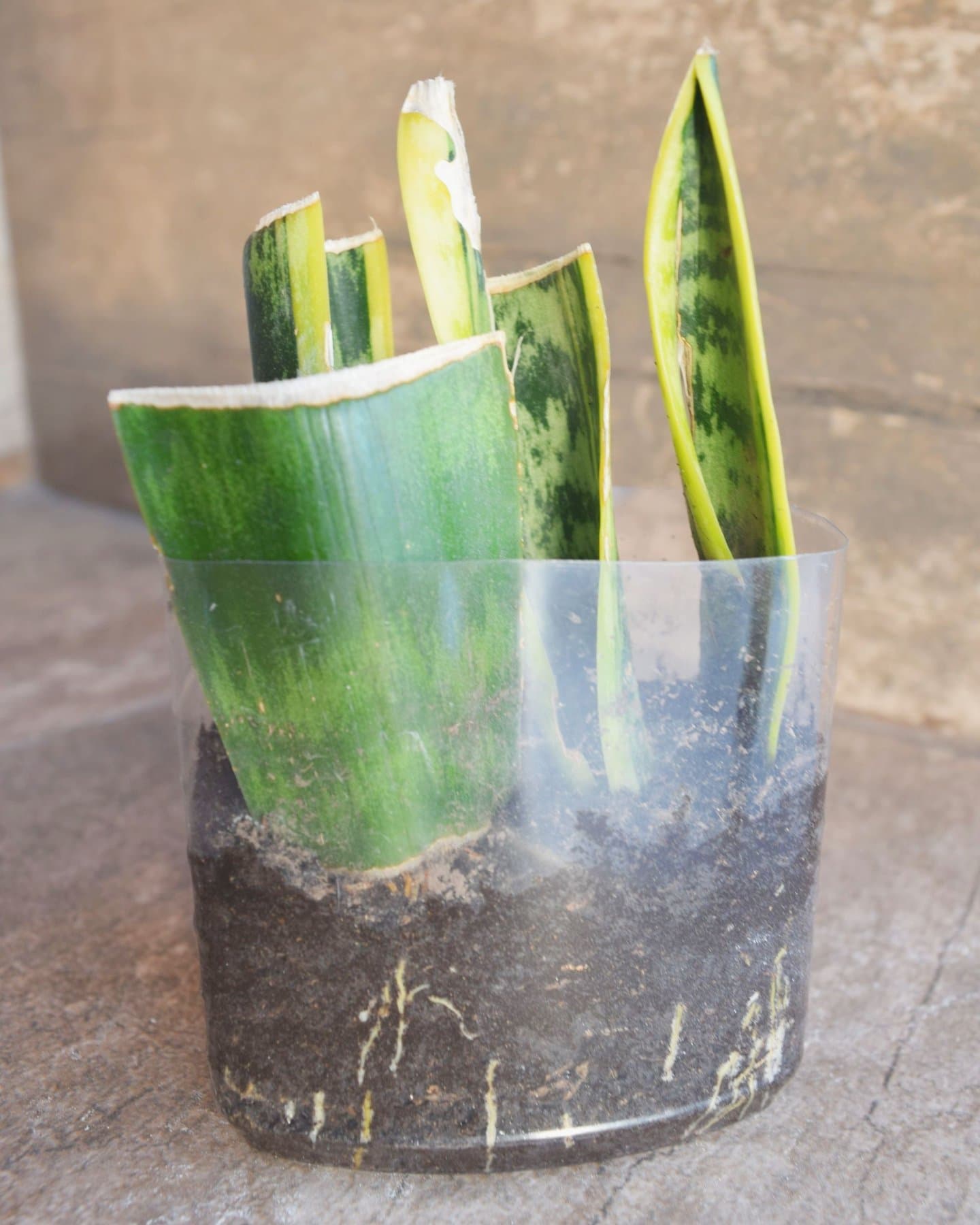 Snake plant leaf sections planted upright in potting mix inside a clear cup, with fine white roots visible through the soil