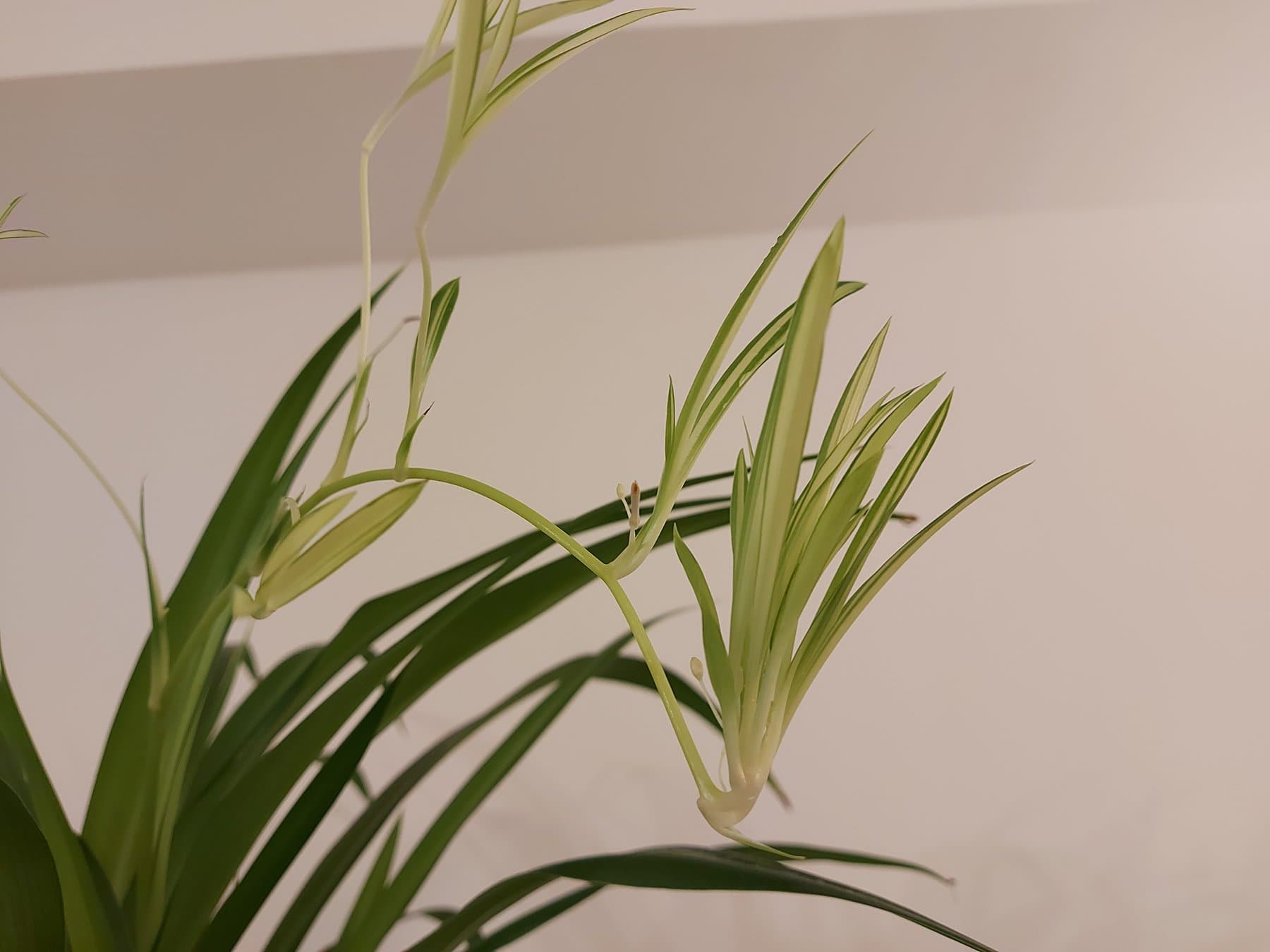 Spider plant runner with variegated spiderette plantlets hanging against a plain light wall