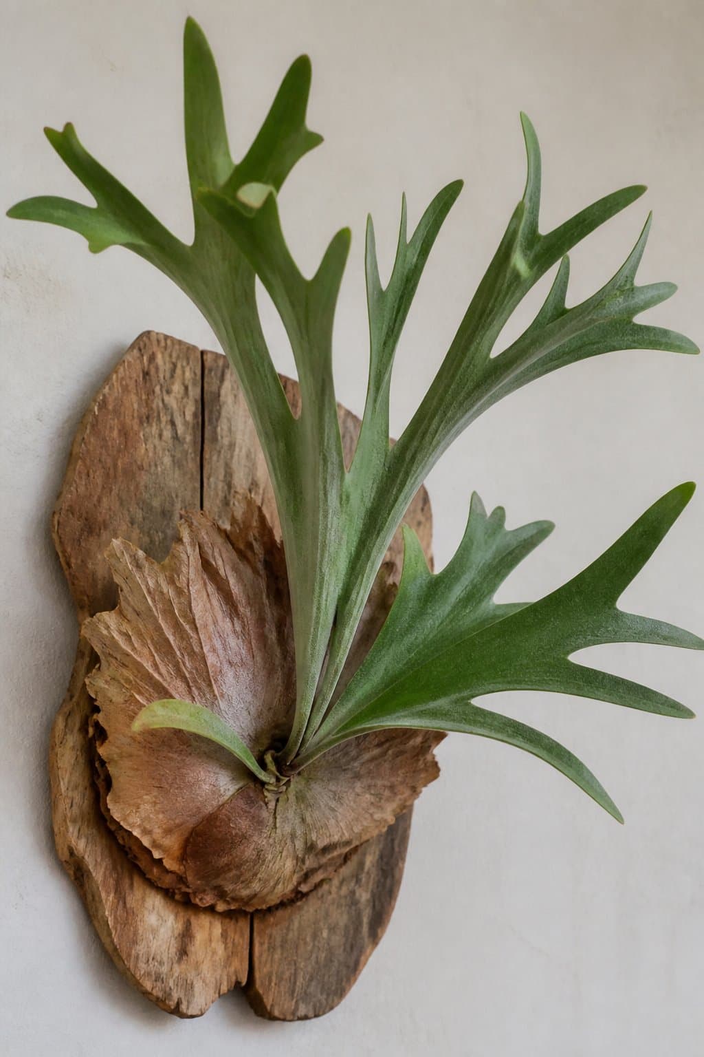 Platycerium bifurcatum staghorn fern mounted on a wood plaque with green antler fronds and brown basal shields