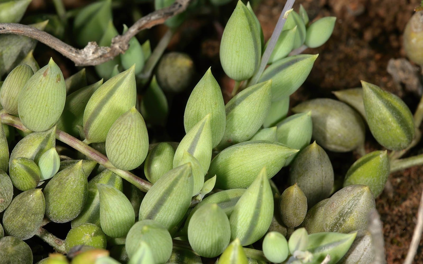 Trailing Curio radicans string of bananas with curved banana-shaped succulent leaves