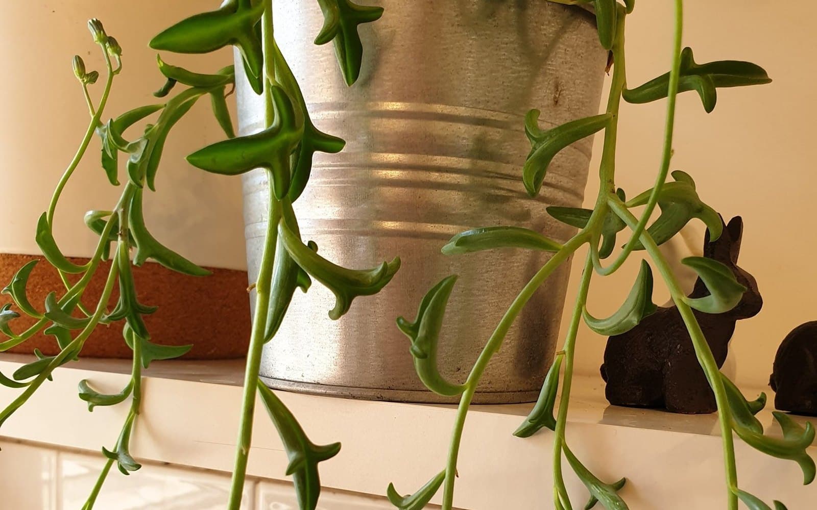 Curio peregrinus string of dolphins with branched dolphin-shaped succulent leaves trailing from a hanging pot