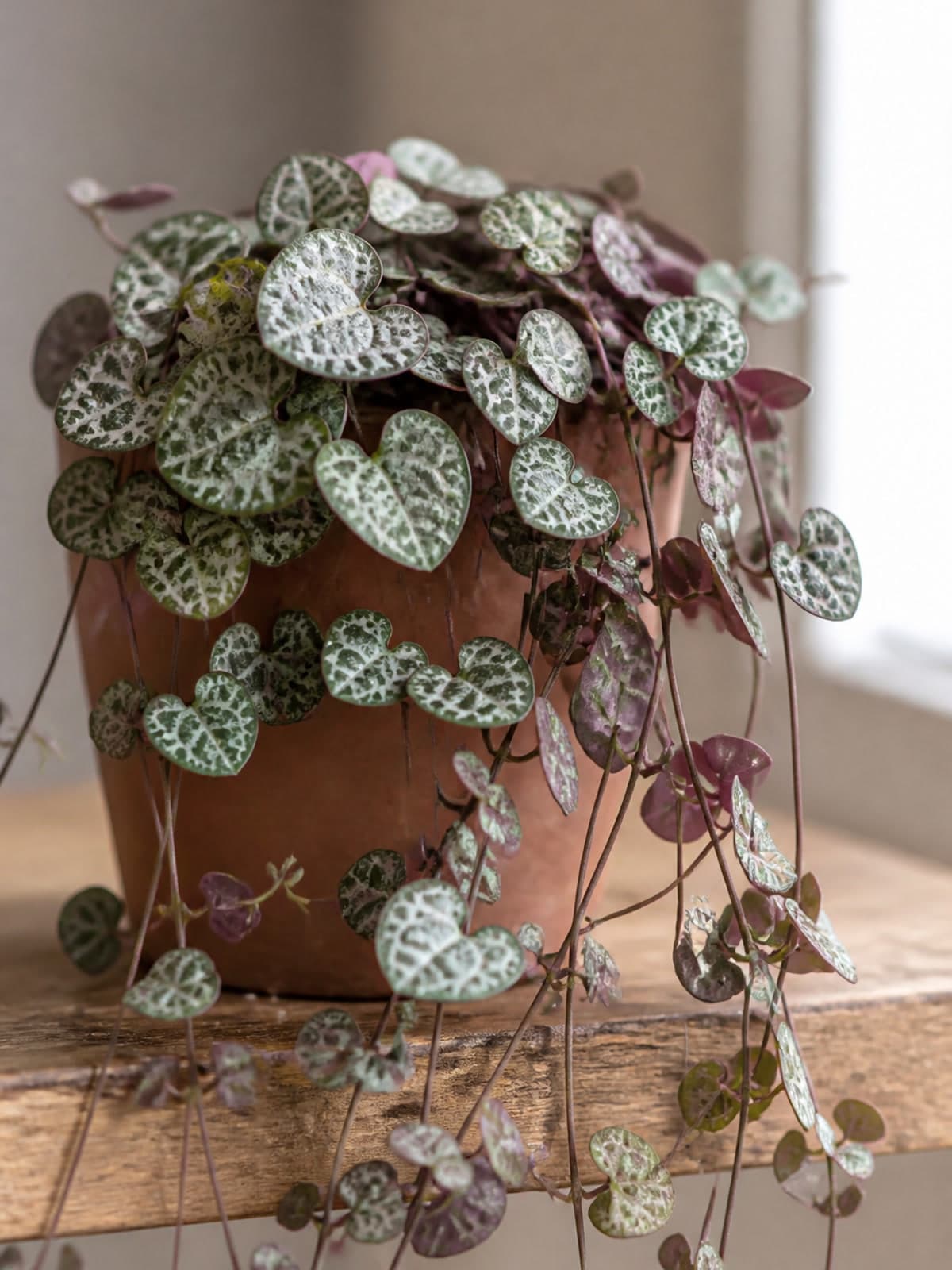 Trailing string of hearts (Ceropegia woodii) with heart-shaped silver-marbled leaves and purple undersides
