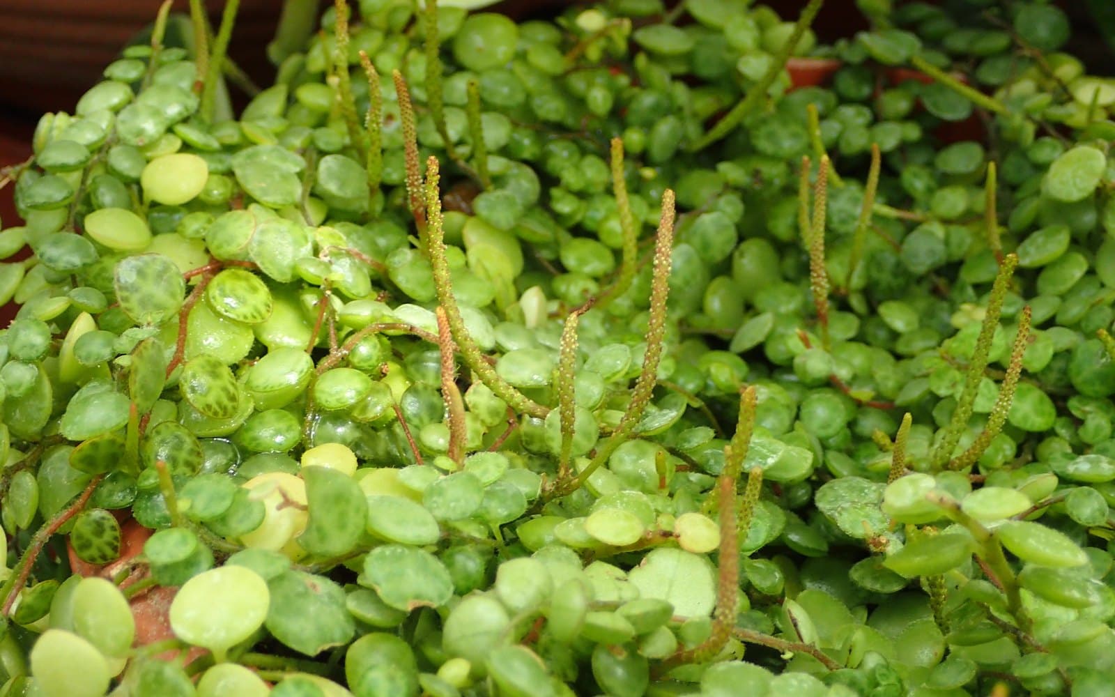 Peperomia prostrata string of turtles with tiny turtle-shell patterned round leaves on delicate red trailing stems