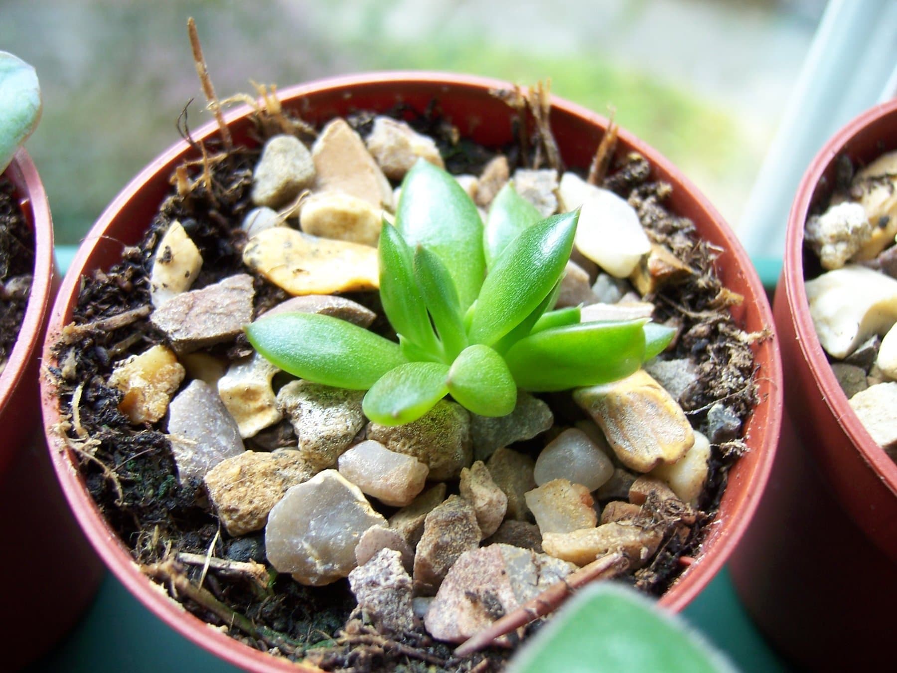 Young green succulent started from a leaf cutting in a small nursery pot topped with gravel mulch