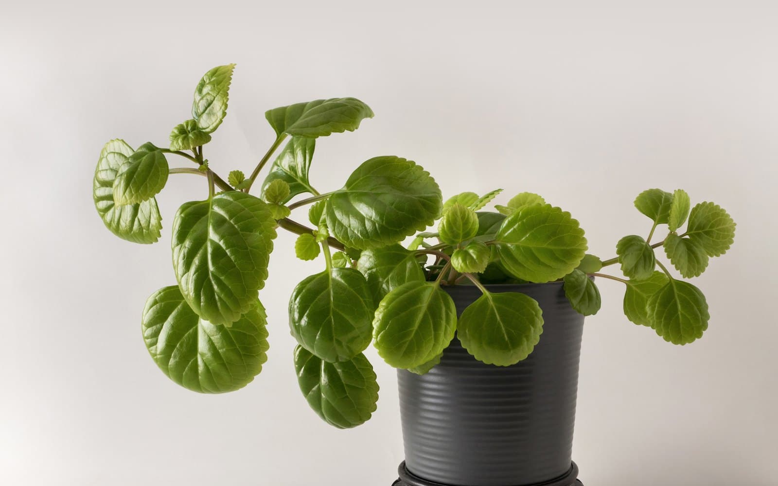 Trailing Swedish ivy Plectranthus verticillatus with glossy scalloped leaves in a dark ceramic pot