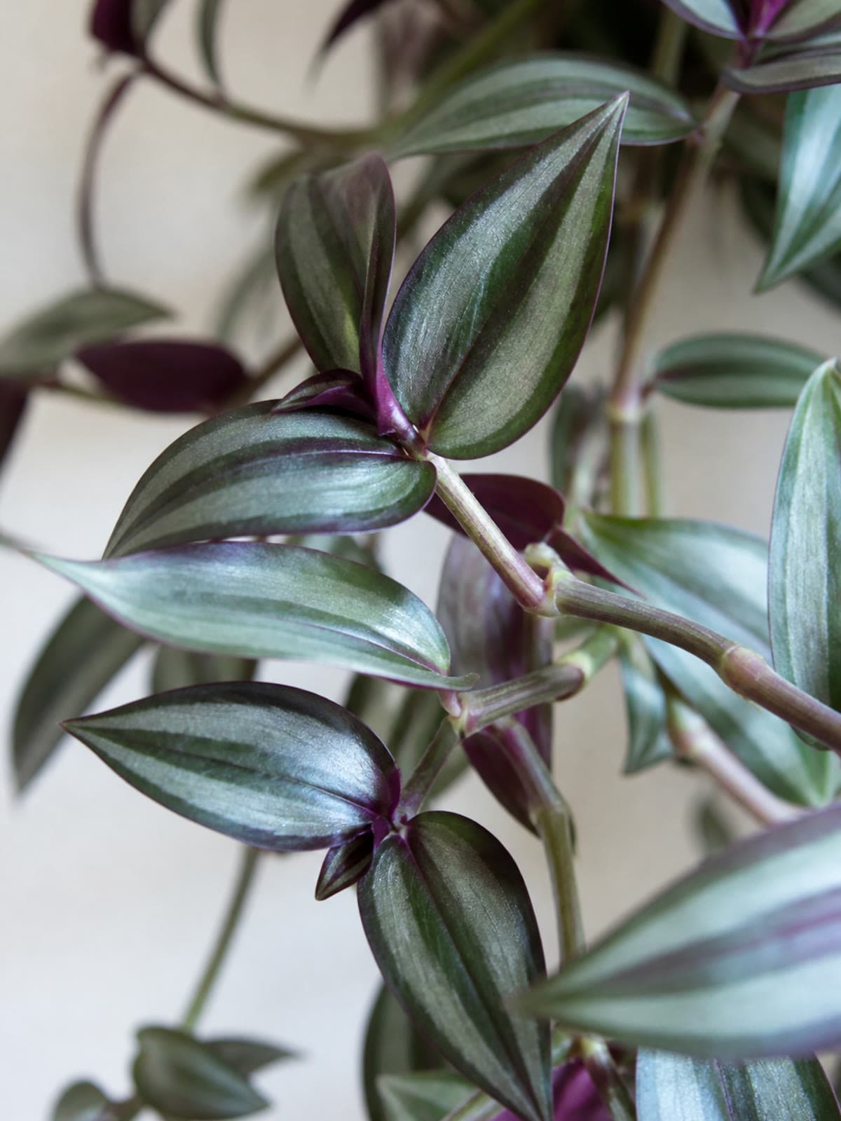 Tradescantia zebrina wandering jew with silver-striped leaves and purple undersides