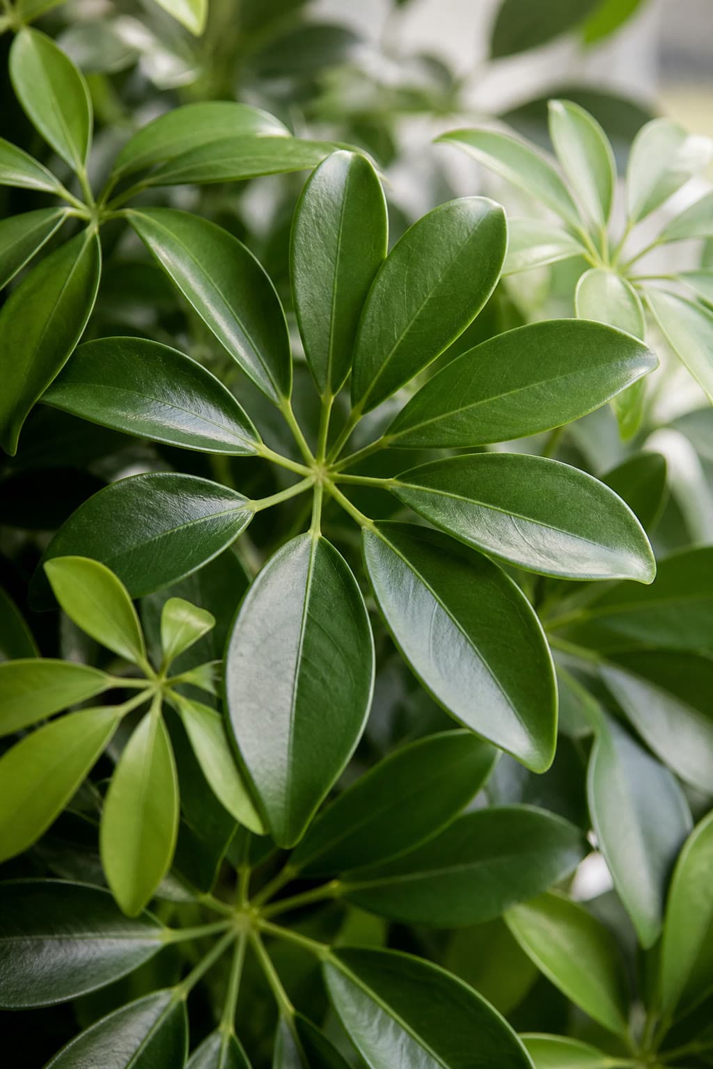Schefflera umbrella plant with glossy green palmate leaflets arranged like umbrella spokes