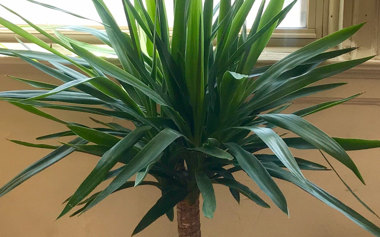 Indoor spineless cane yucca with an upright woody trunk and soft-tipped sword leaves in bright window light