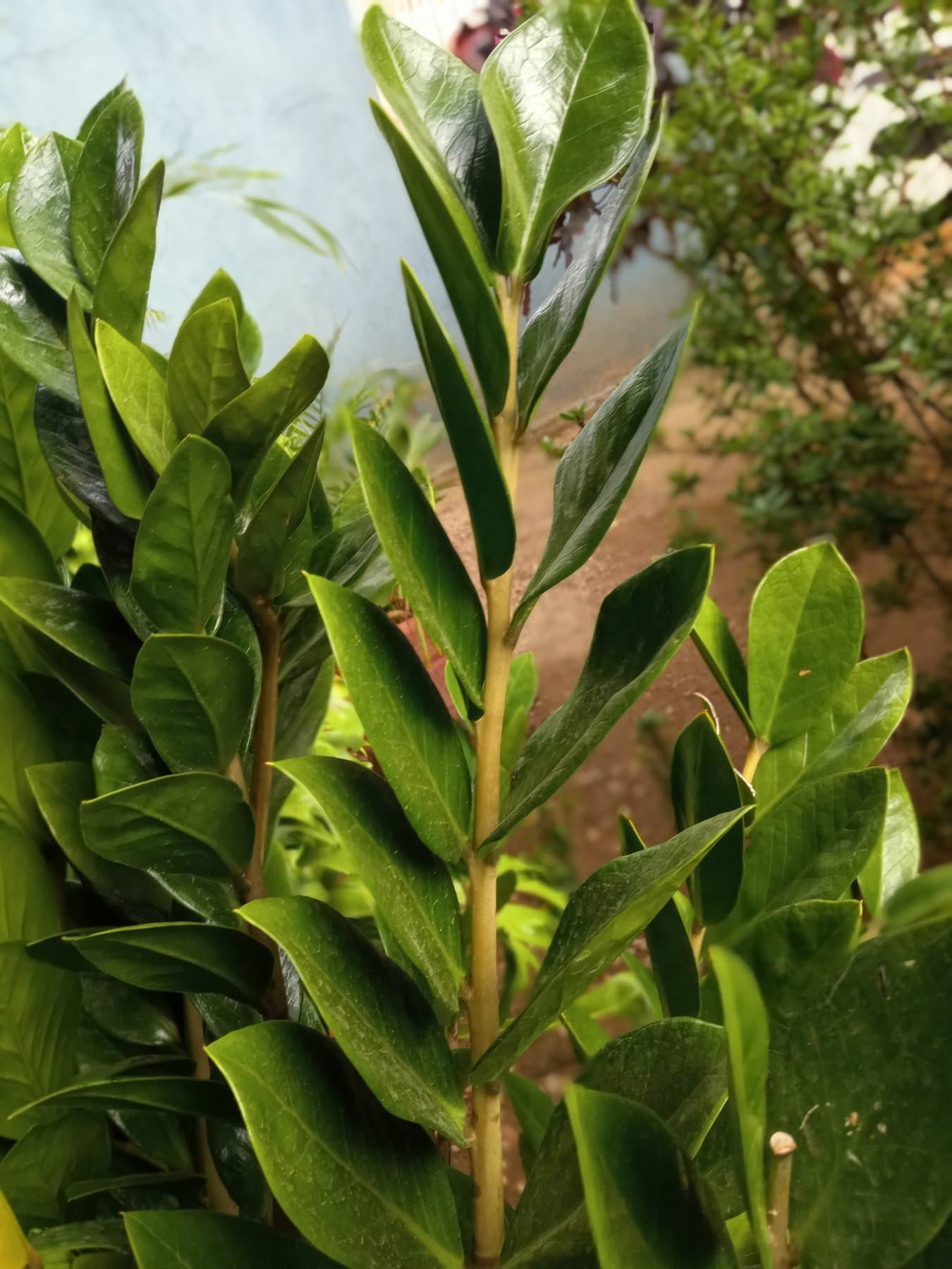 Glossy green ZZ plant (Zamioculcas zamiifolia) leaflets on an arched stem against a soft background