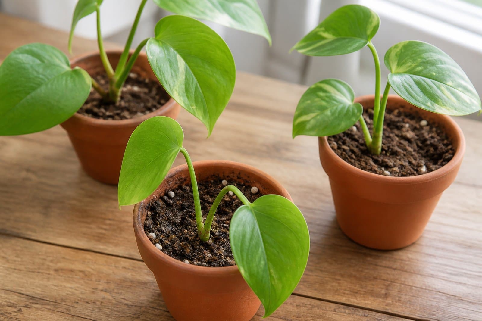 Houseplant stem cuttings rooted in moist potting mix in small terracotta pots on a wooden table in bright indirect light