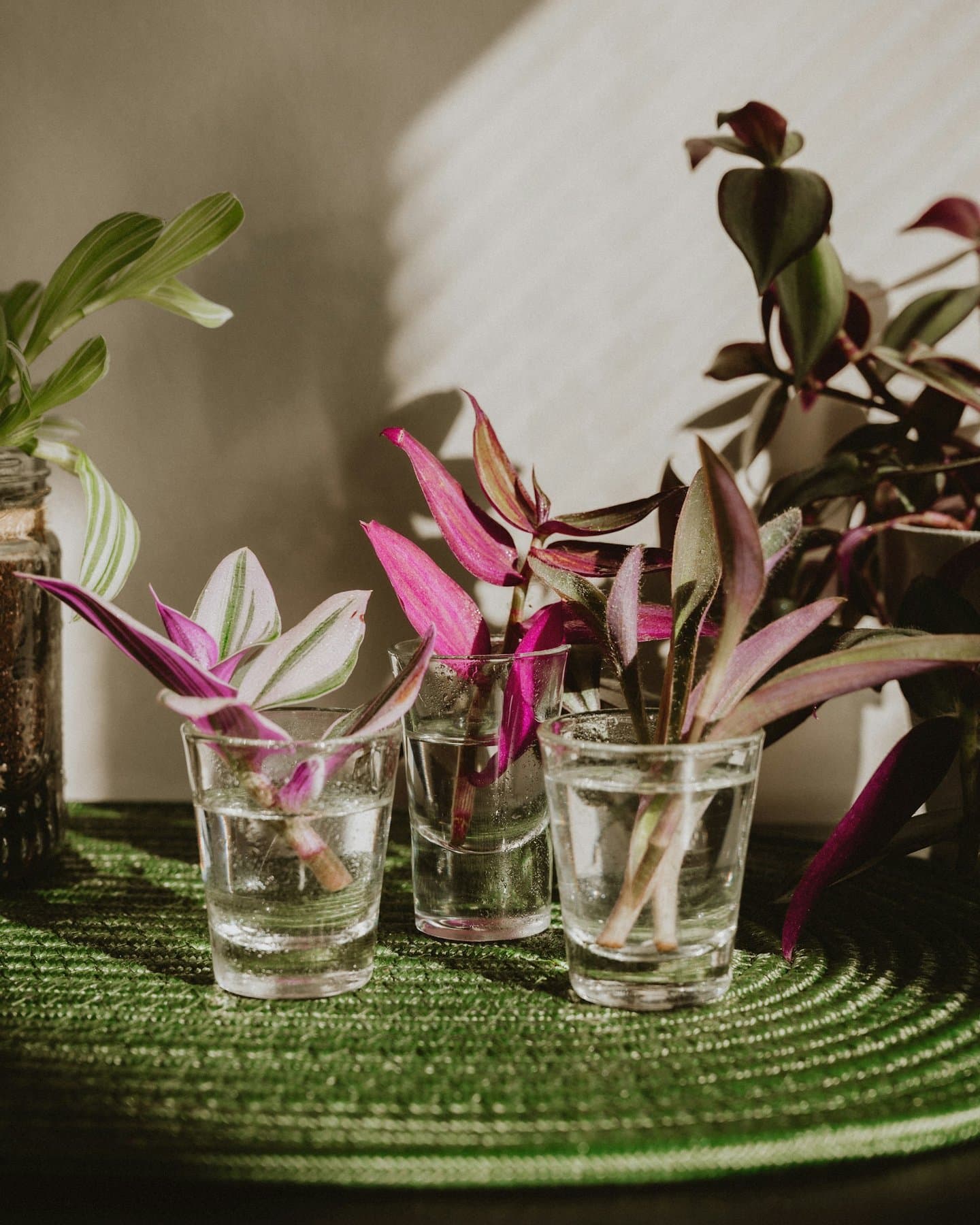 Three small glass vessels of Tradescantia cuttings rooting in water on a woven mat in warm window light