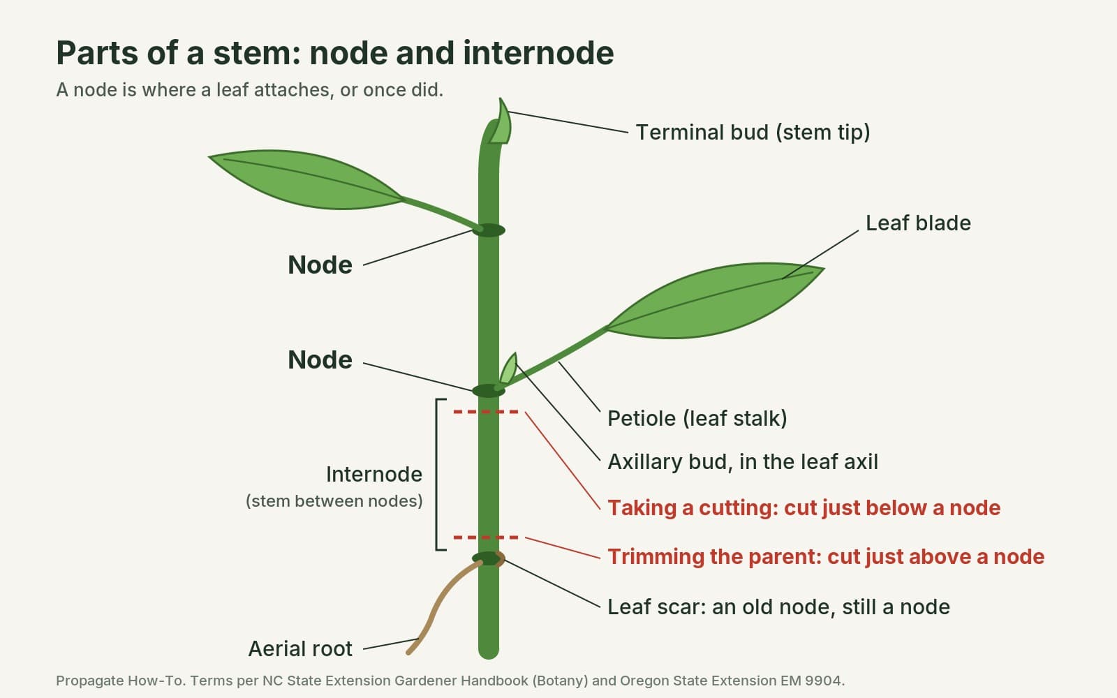 Labeled diagram of a houseplant stem showing nodes, an internode, petiole, leaf blade, axillary bud, terminal bud, leaf scar, aerial root, and dashed lines for cutting just below a node and trimming just above a node
